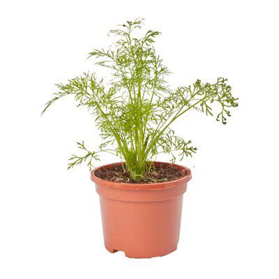 Verve Dill