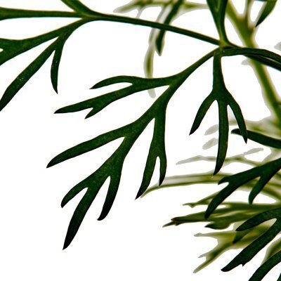 Verve Dill