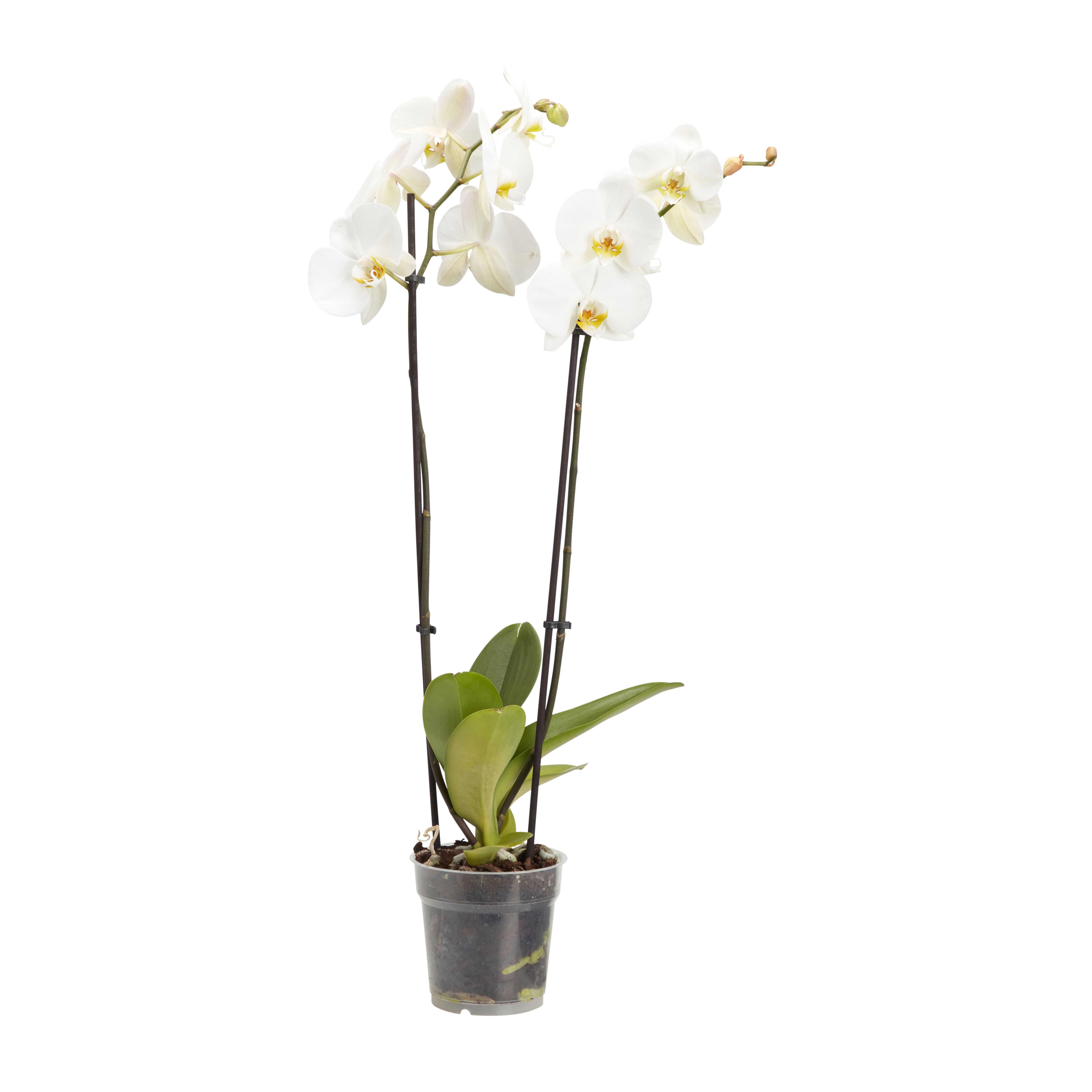 Verve Double Stem Moth Orchid Assorted in Plastic Grow pot 12cm