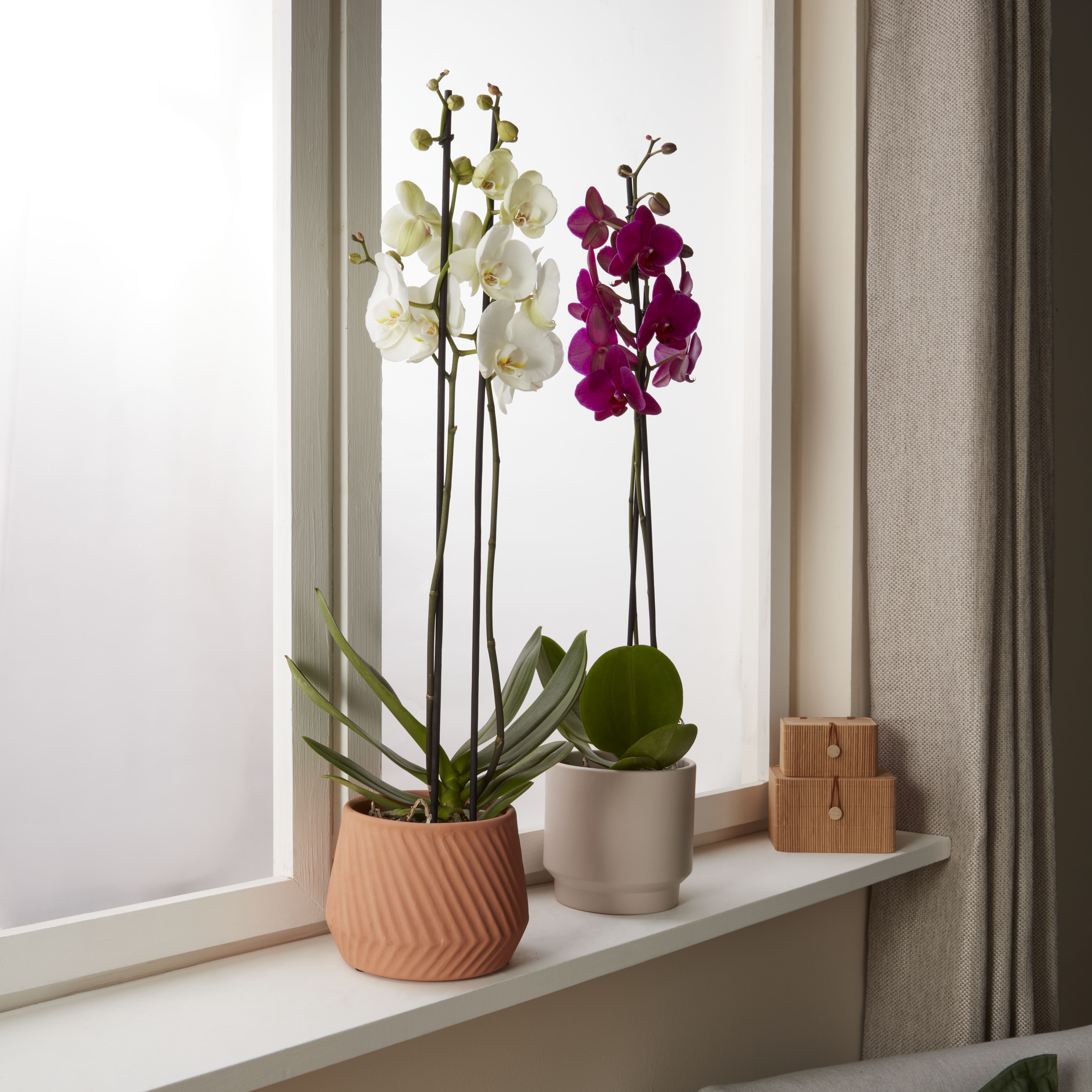 Verve Double Stem Moth orchid in Clear Plastic Grow pot