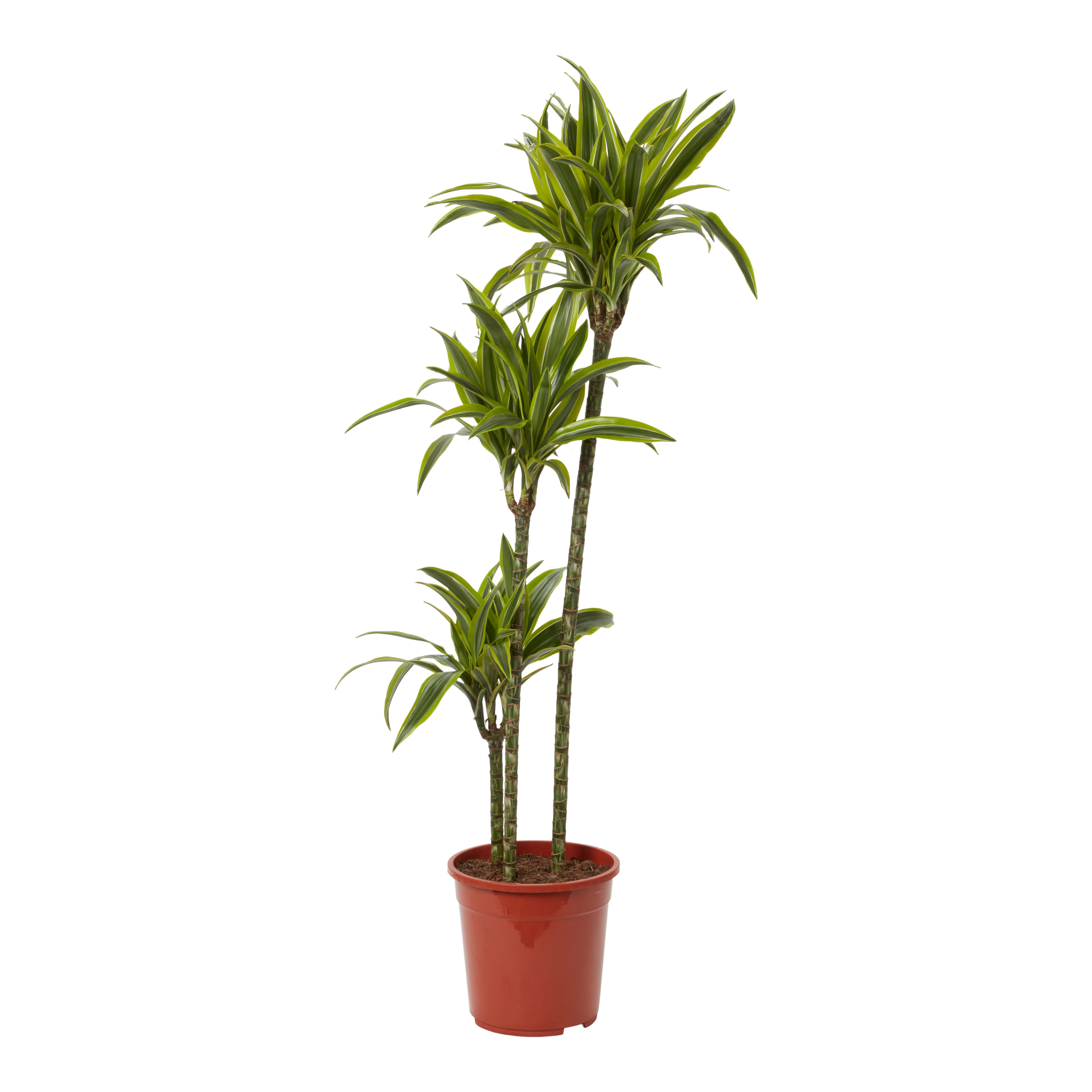 Verve Dracaena Fragrans Assorted in Plastic Grow pot 24cm