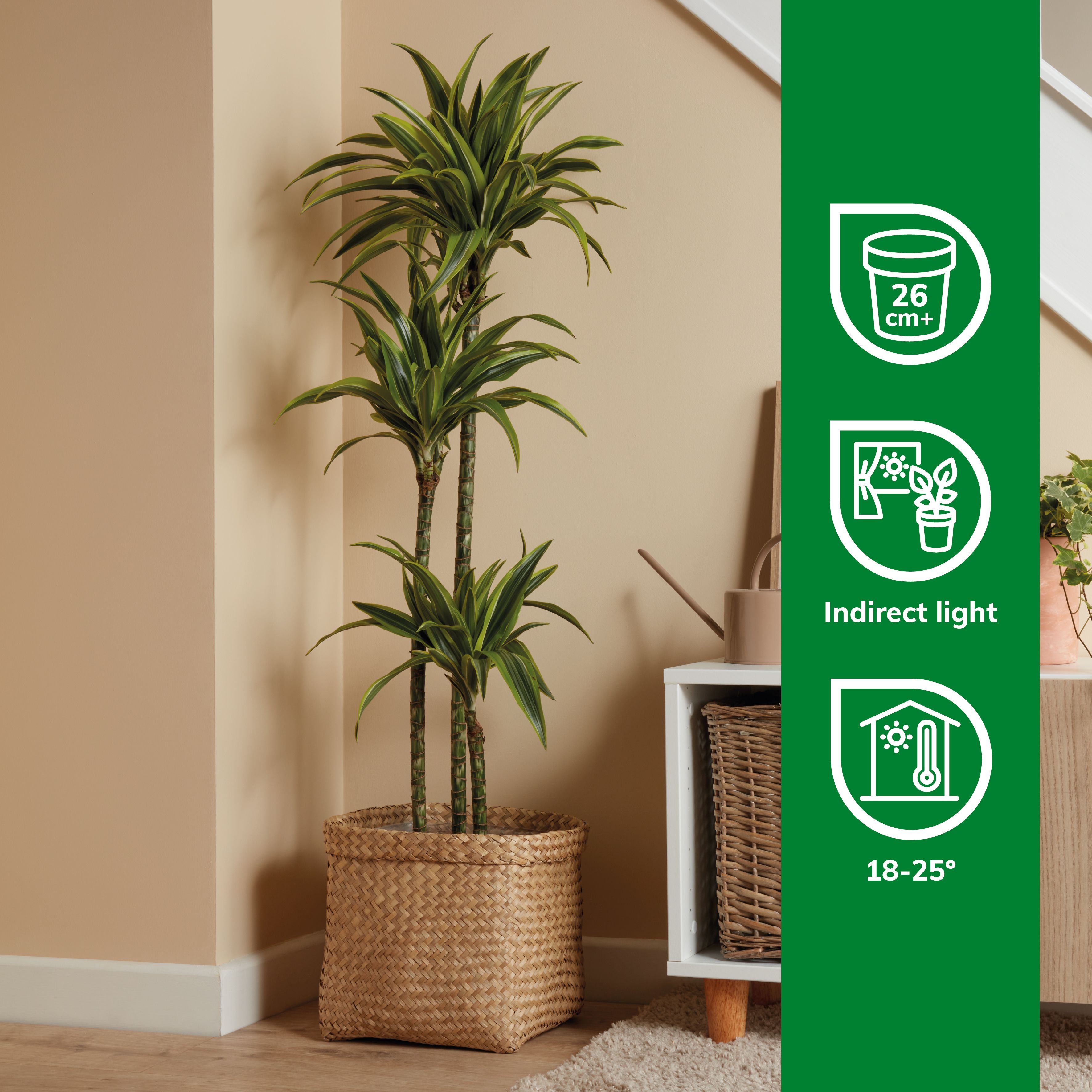 Verve Dracaena fragrans in Plastic Grow pot 24cm