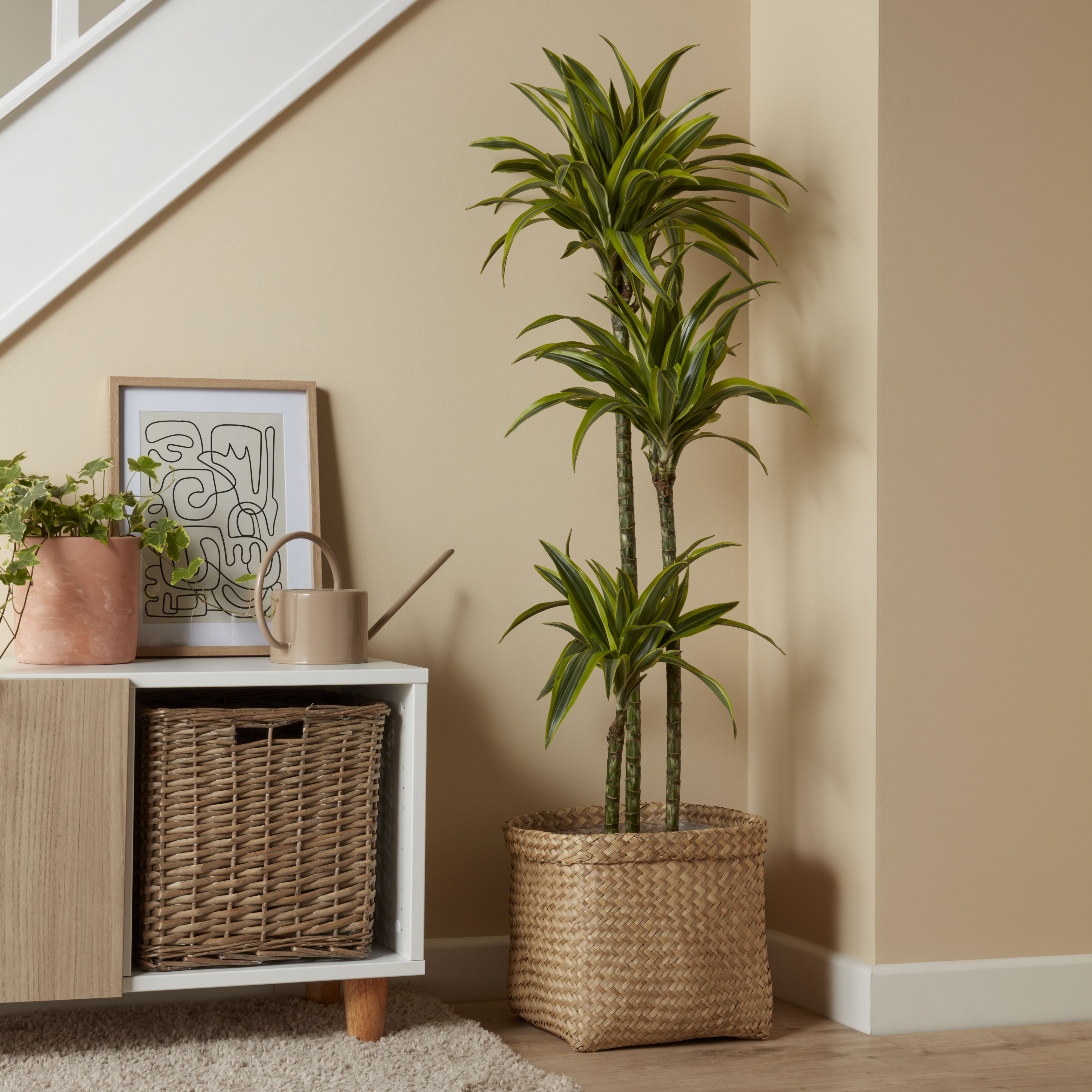 Verve Dracaena fragrans in Plastic Grow pot 24cm
