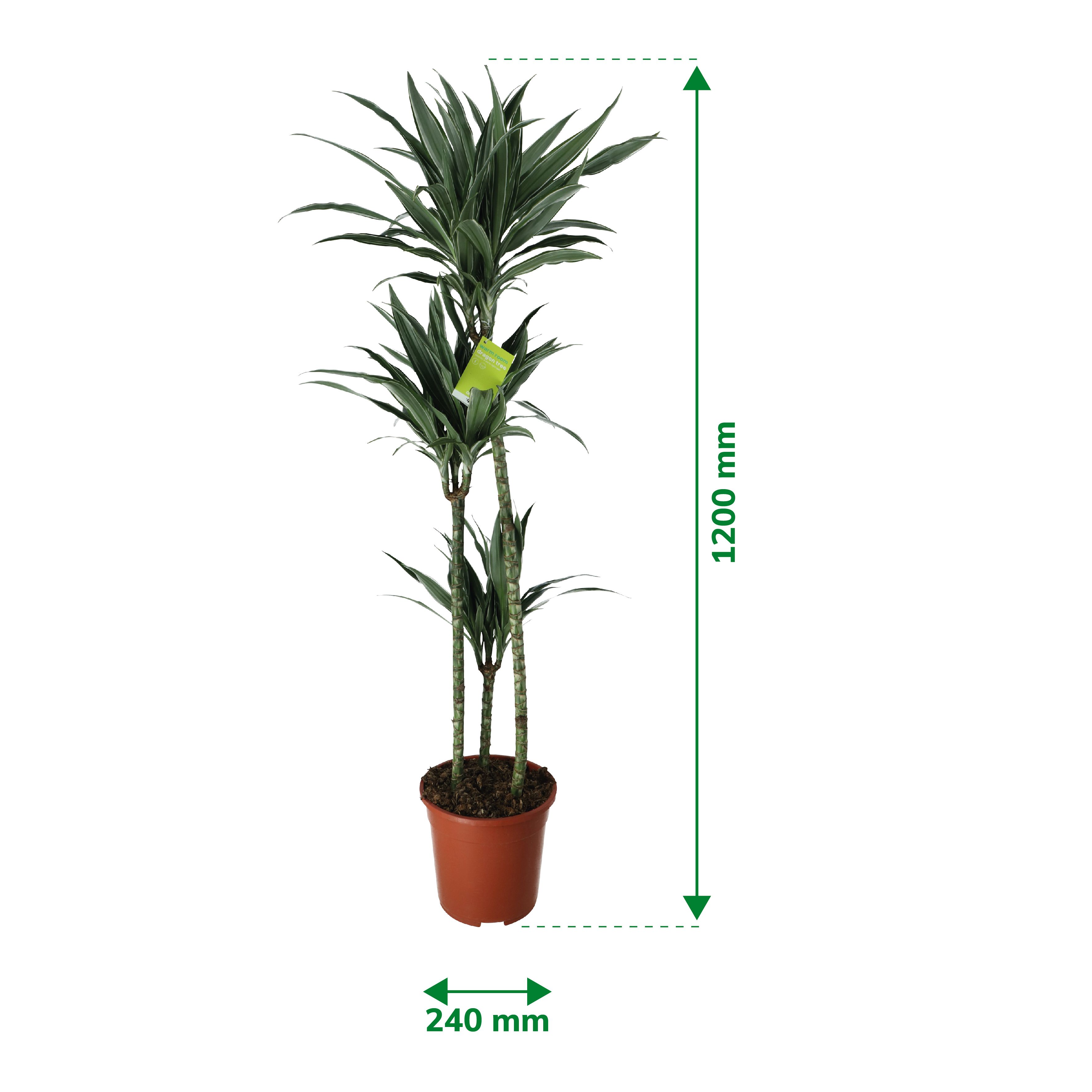 Verve Dracaena fragrans in Plastic Grow pot 24cm