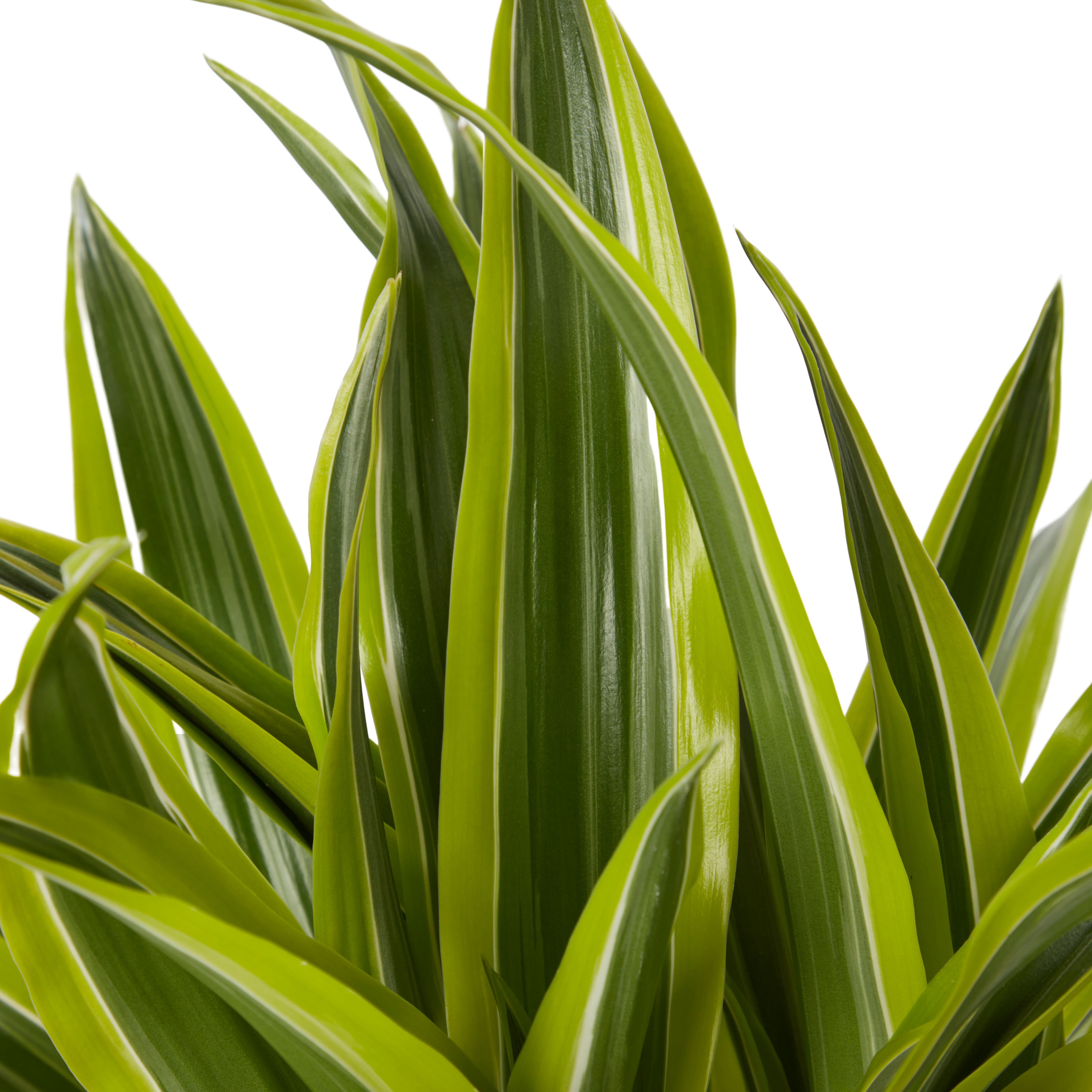 Verve Dracaena fragrans in Plastic Grow pot 24cm