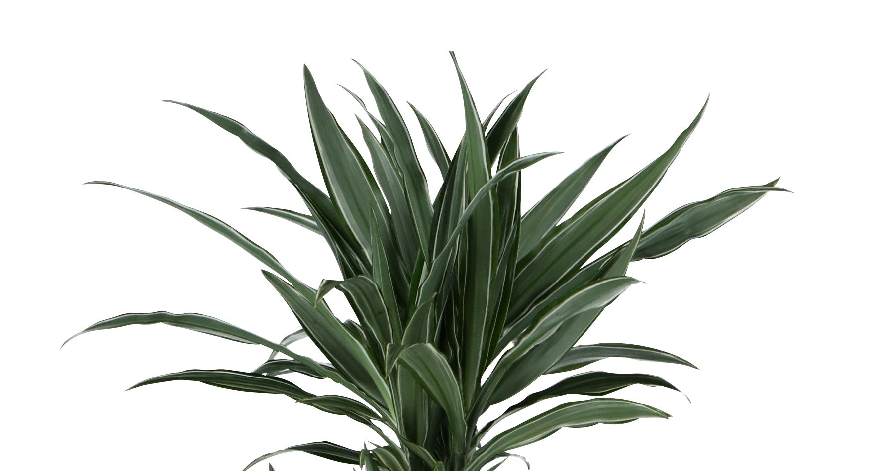 Verve Dracaena fragrans in Plastic Grow pot 24cm