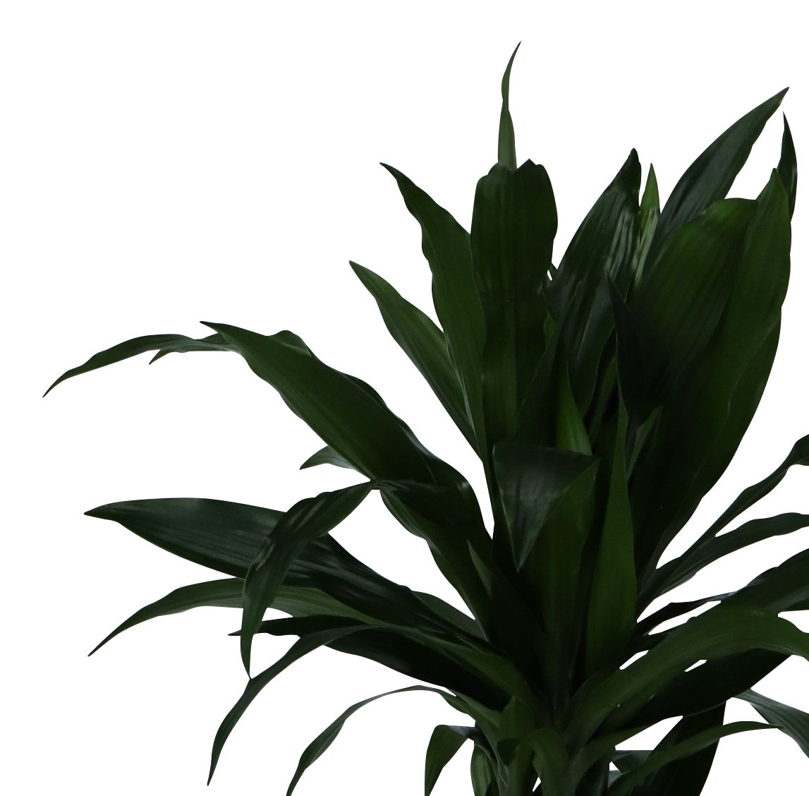 Verve Dracaena fragrans in Plastic Grow pot 24cm