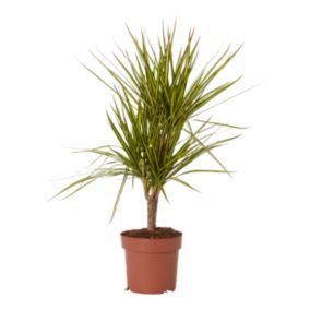 Verve Dragon tree in Terracotta Plastic Grow pot 17cm