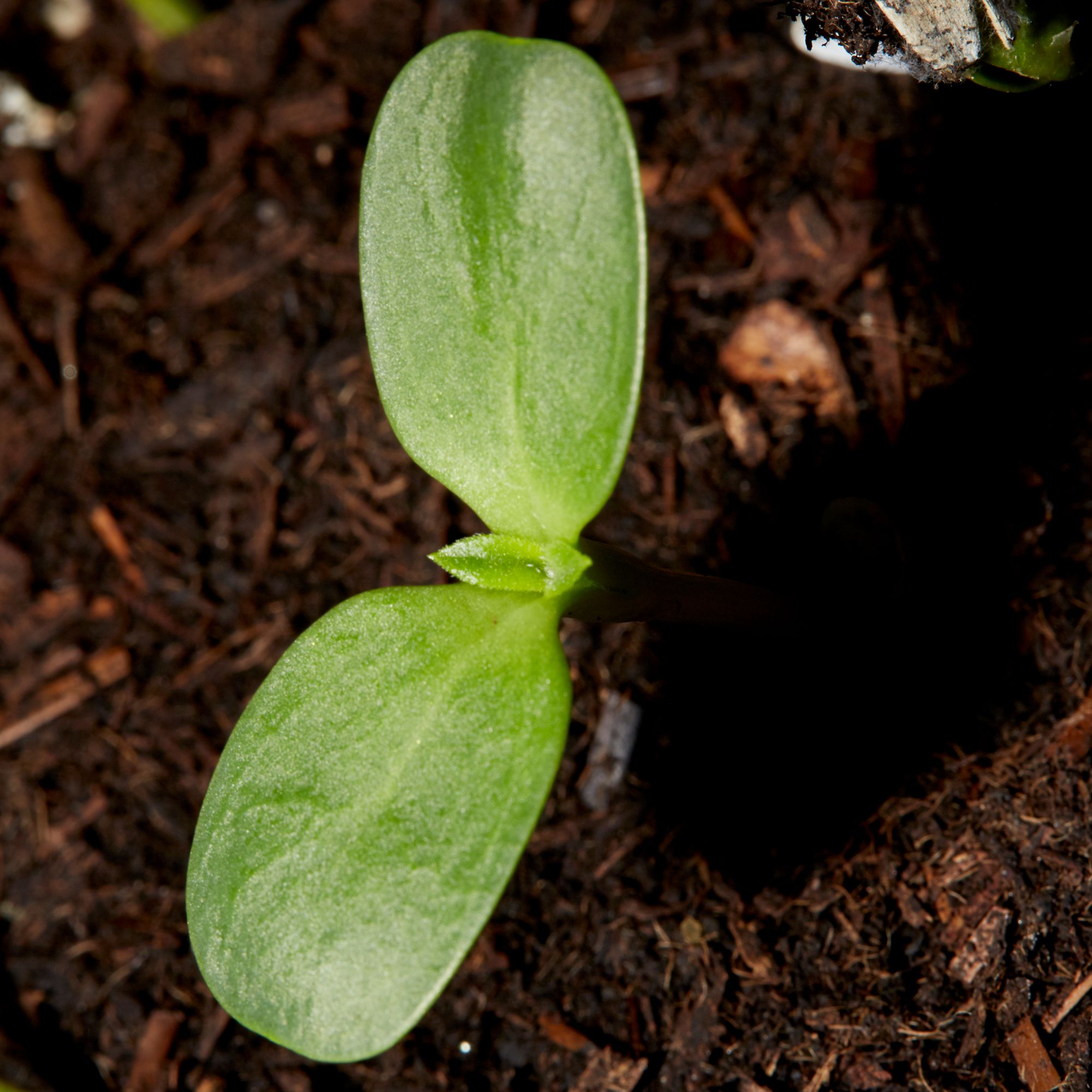 Verve Dwarf Sunspot Sunflower Seeds