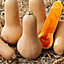 Verve Early butternut squash Seed