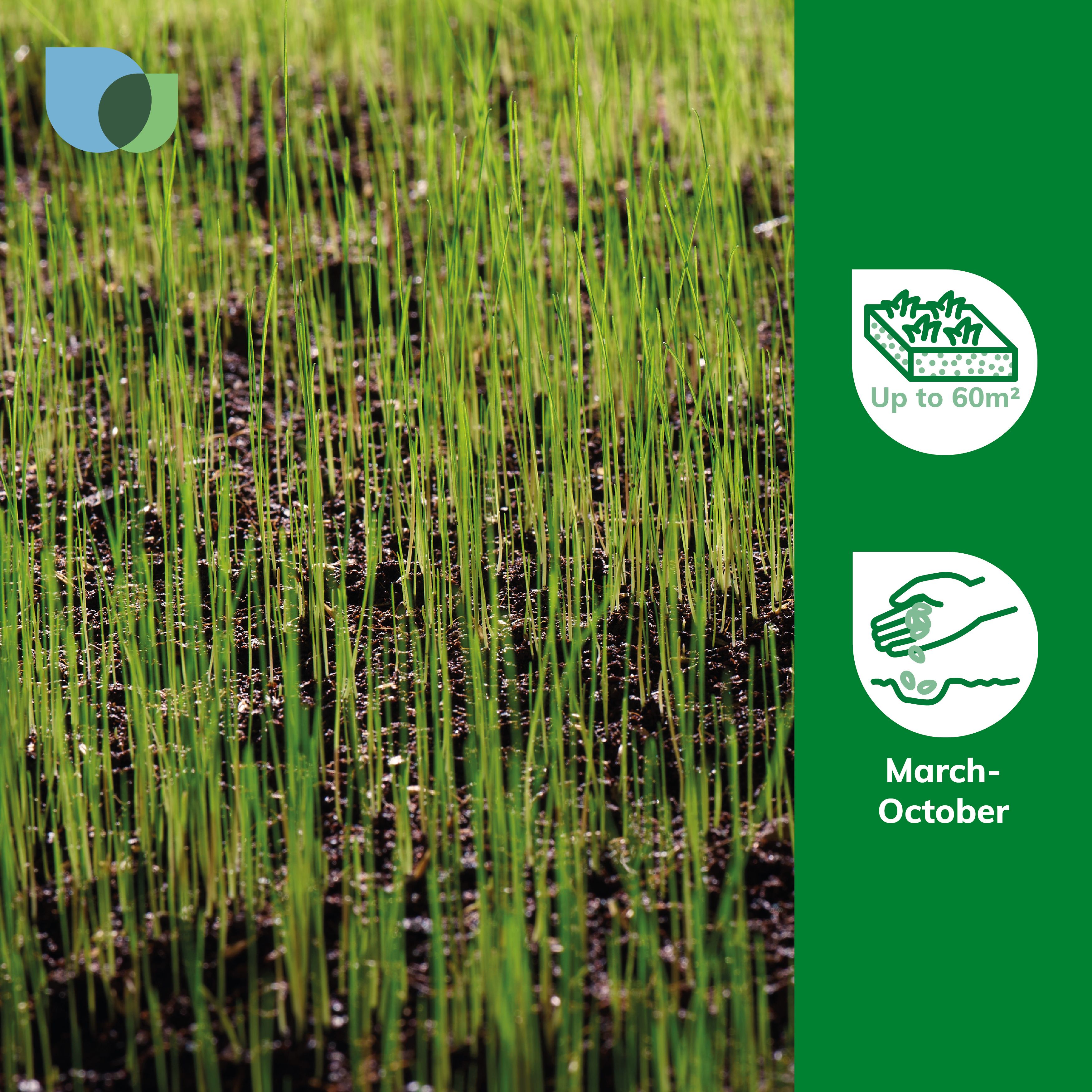 Verve Easy start Grass seeds, 1.5kg