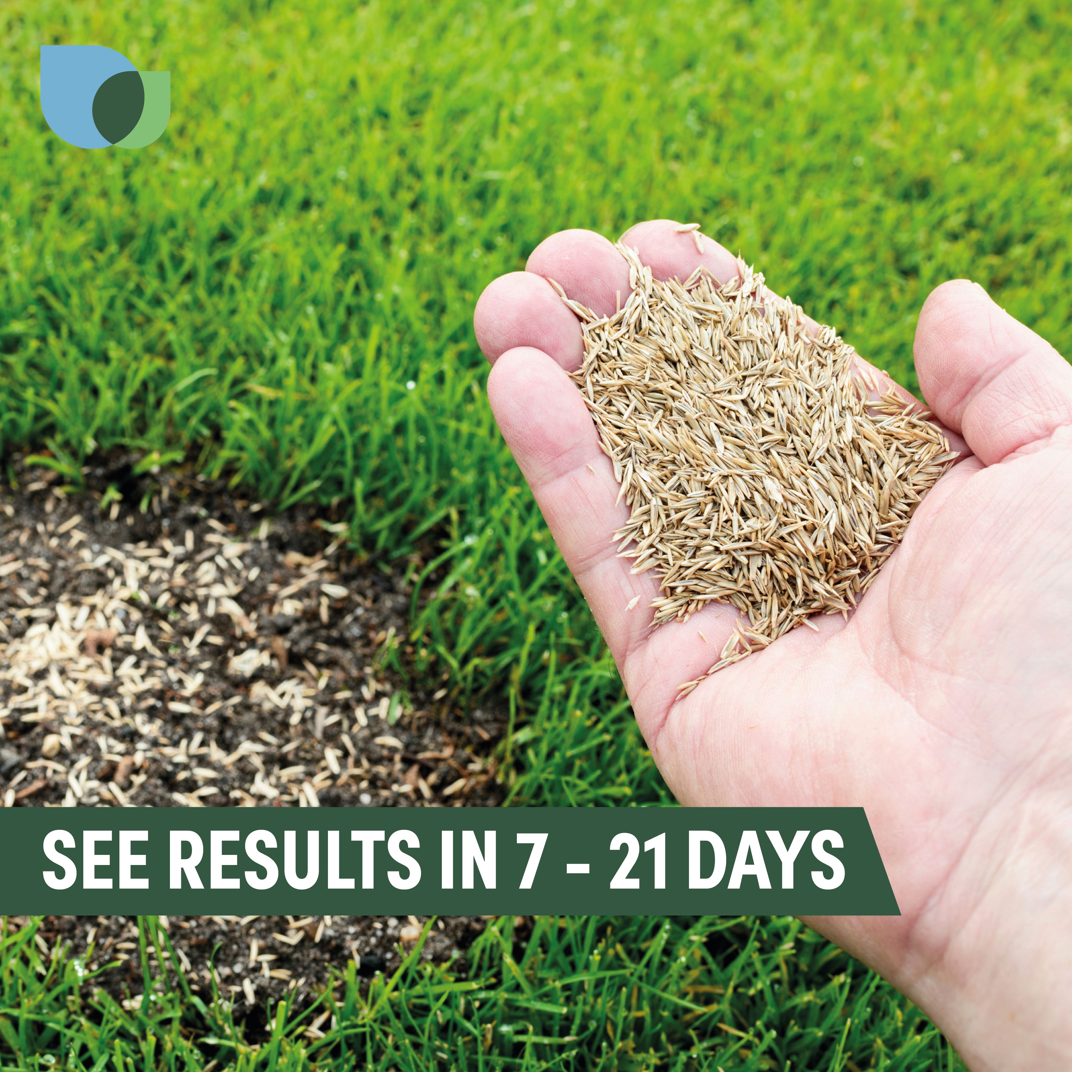 Verve Easy start Grass seeds, 1.5kg