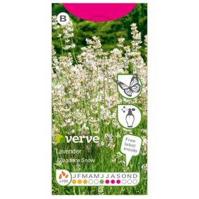 Verve Elegance snow Lavender Seeds