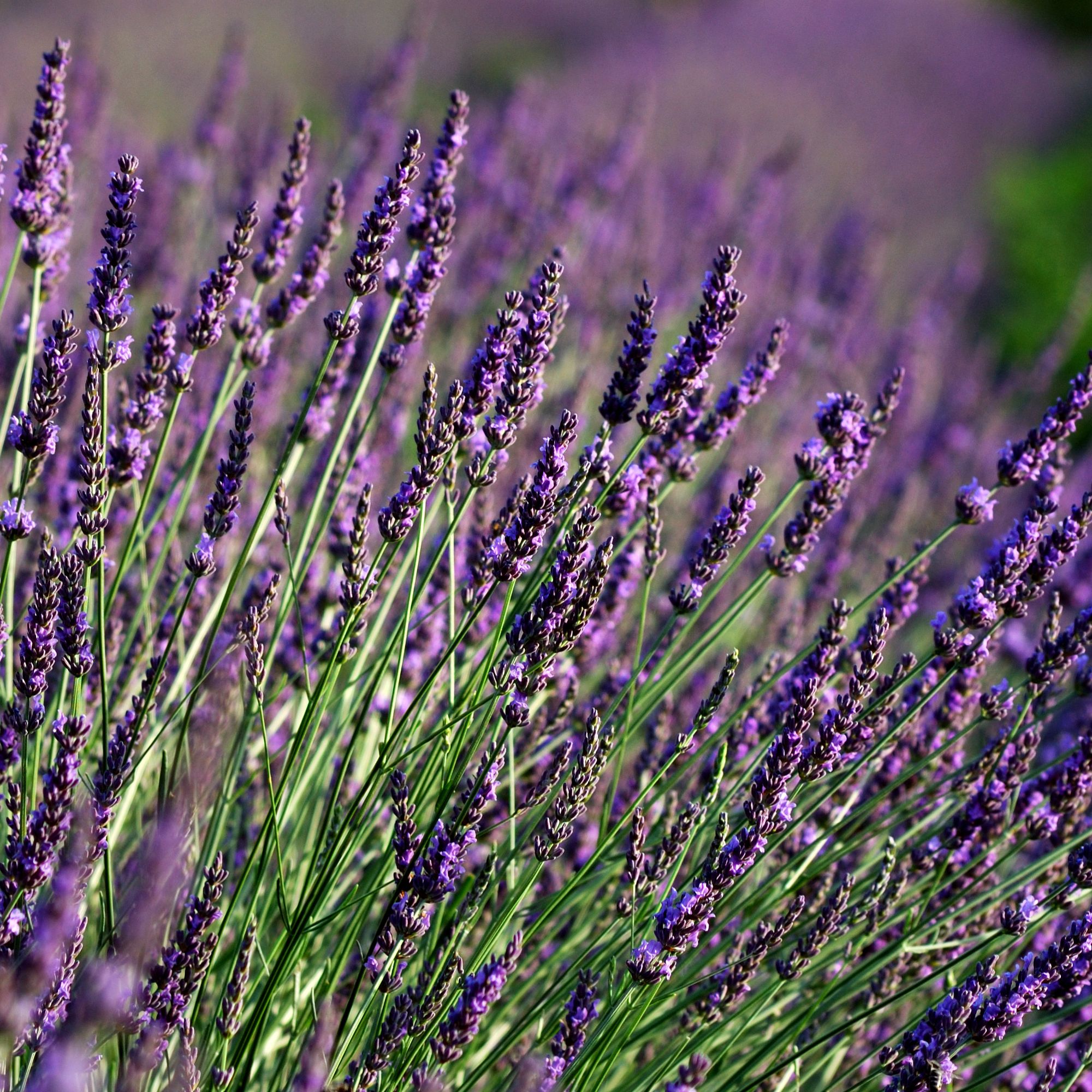Verve Essence Purple Lavender Plant