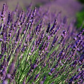 Verve Essence Purple Lavender Plant