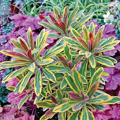 Verve Euphorbia Shrub