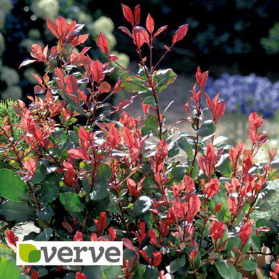 Verve Excellent Little red robin