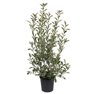 Verve Excellent Pink Marble bush | DIY at B&Q