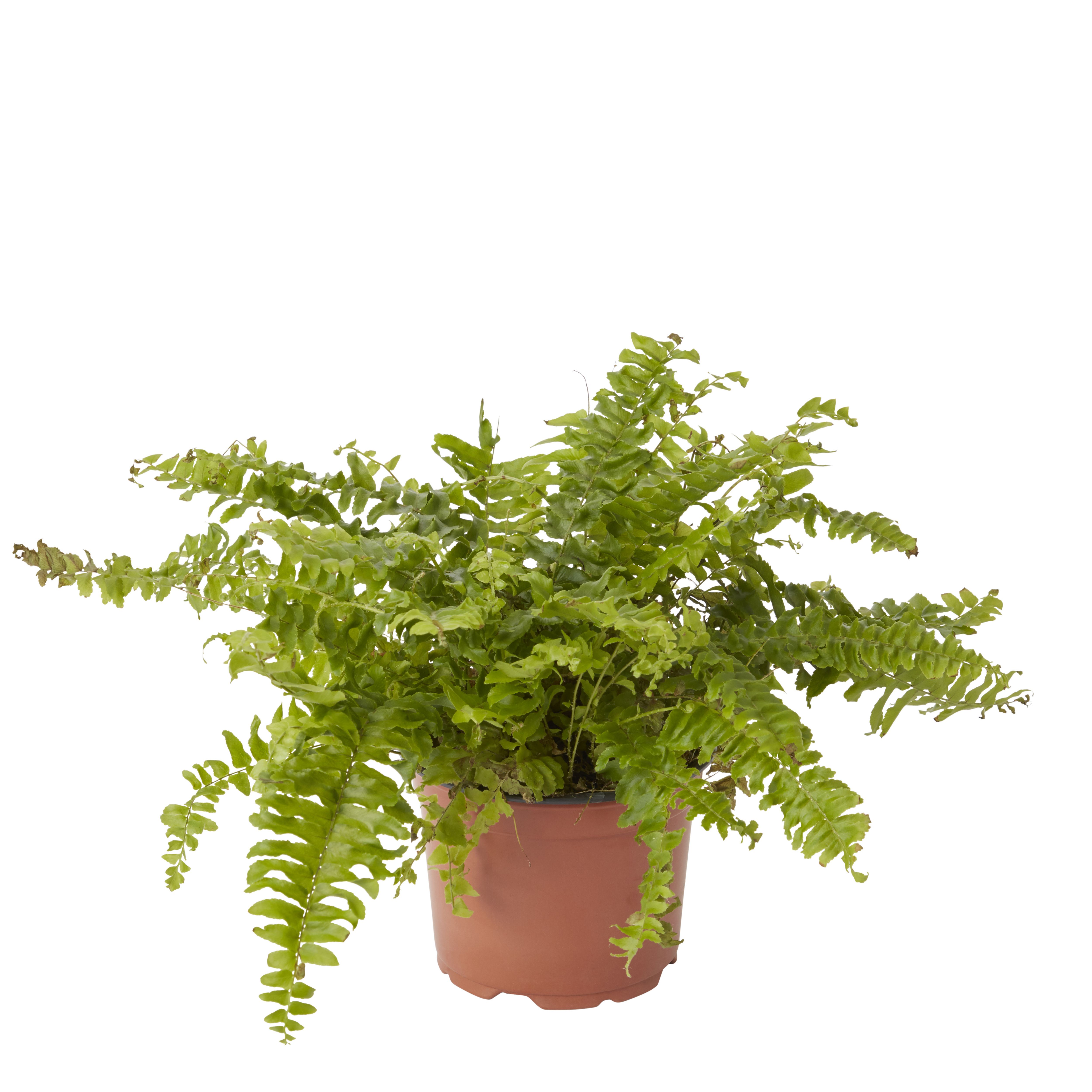 Verve Fern Foliage plant Plastic Grow pot 12cm
