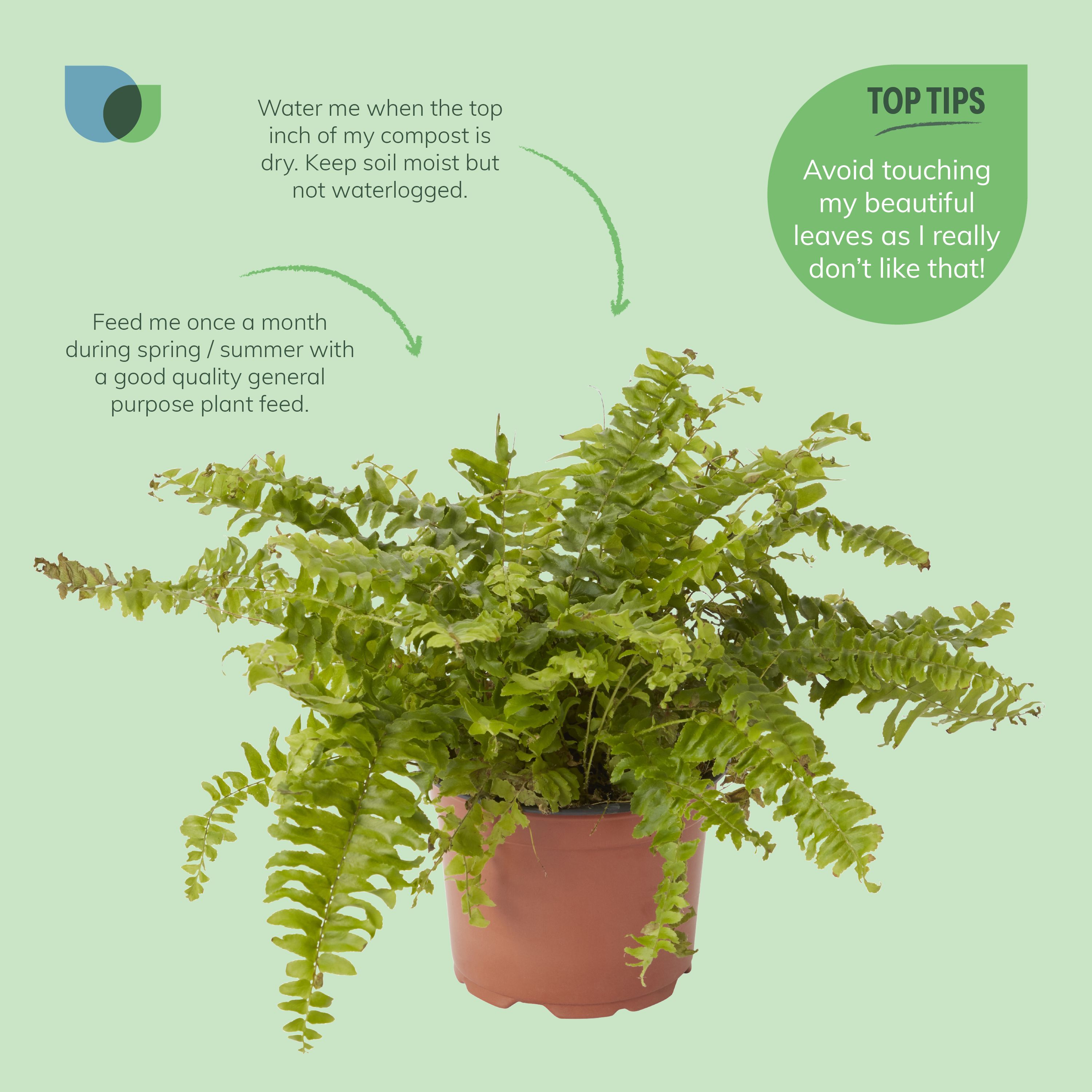 Verve Fern Foliage plant Plastic Grow pot 12cm