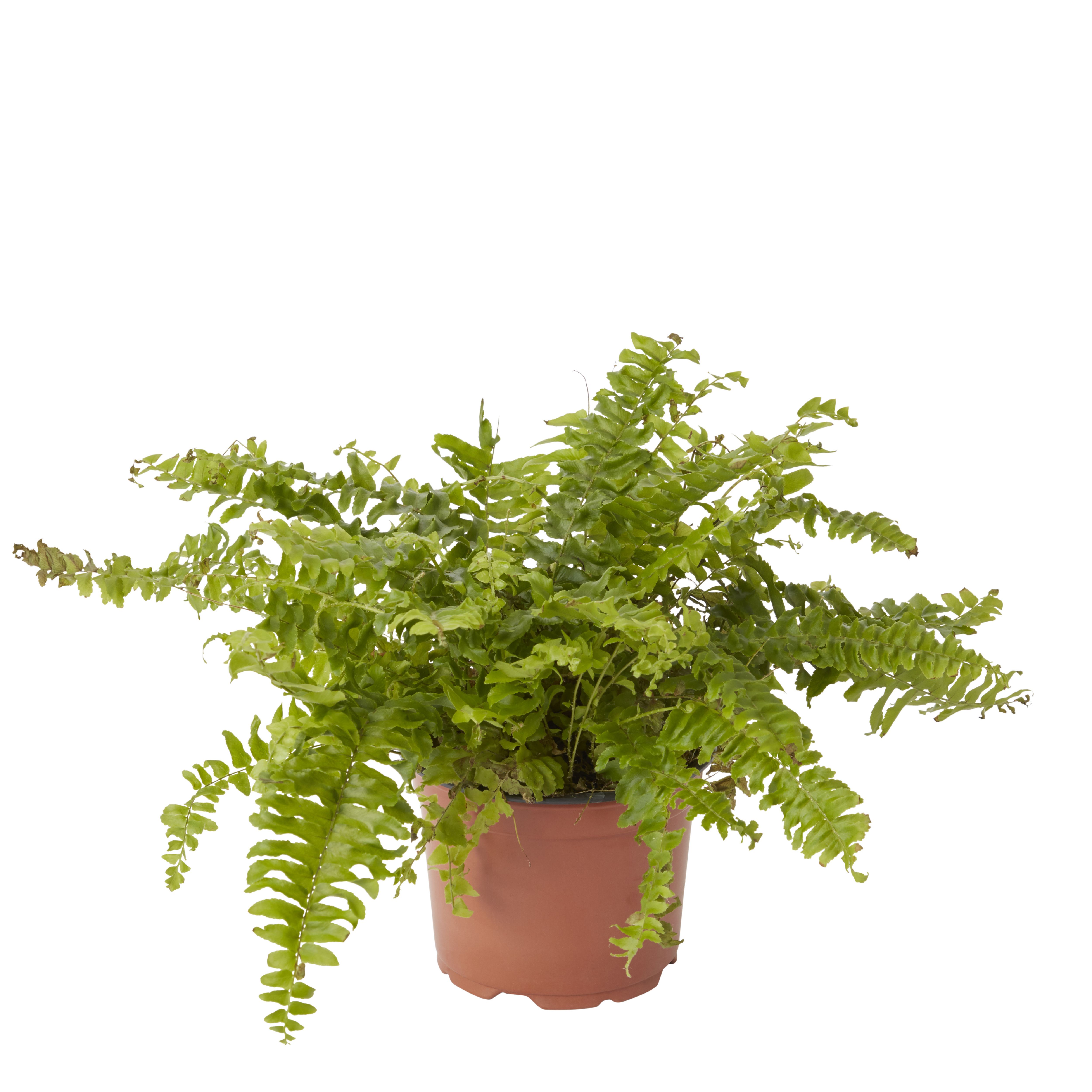 Verve Fern in Plastic Grow pot 12cm