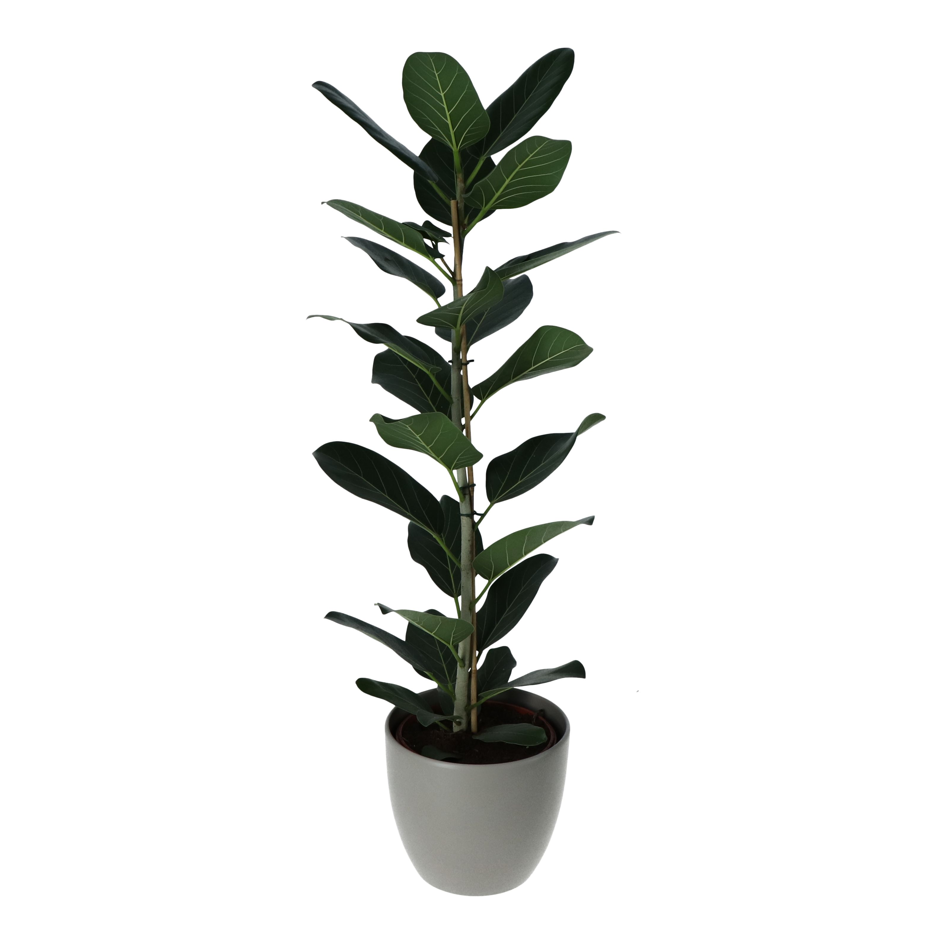 Verve Ficus audrey Foliage Plant in Ceramic Pot 24cm