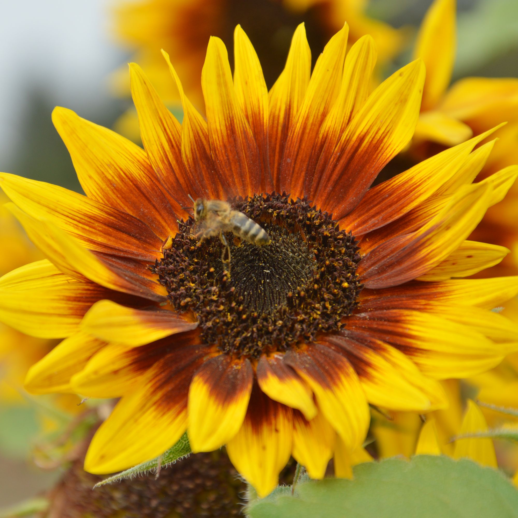 Sunflower✴︎サンフラワー✴︎ Kawarazaki Shodo - F87 Himawari (Sunflower) - Free Shipping