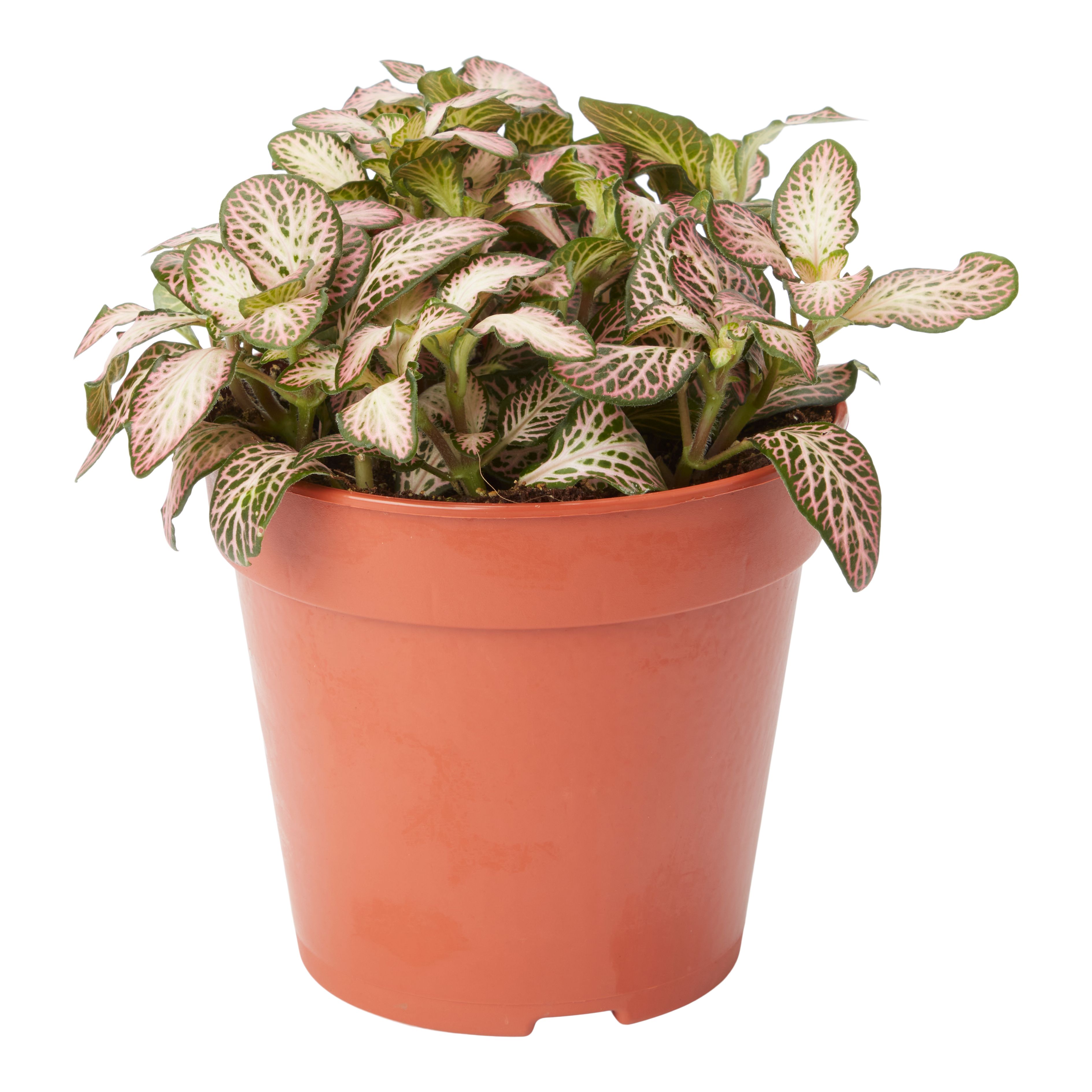 Verve Fittonia Assorted in Plastic Grow pot 12cm