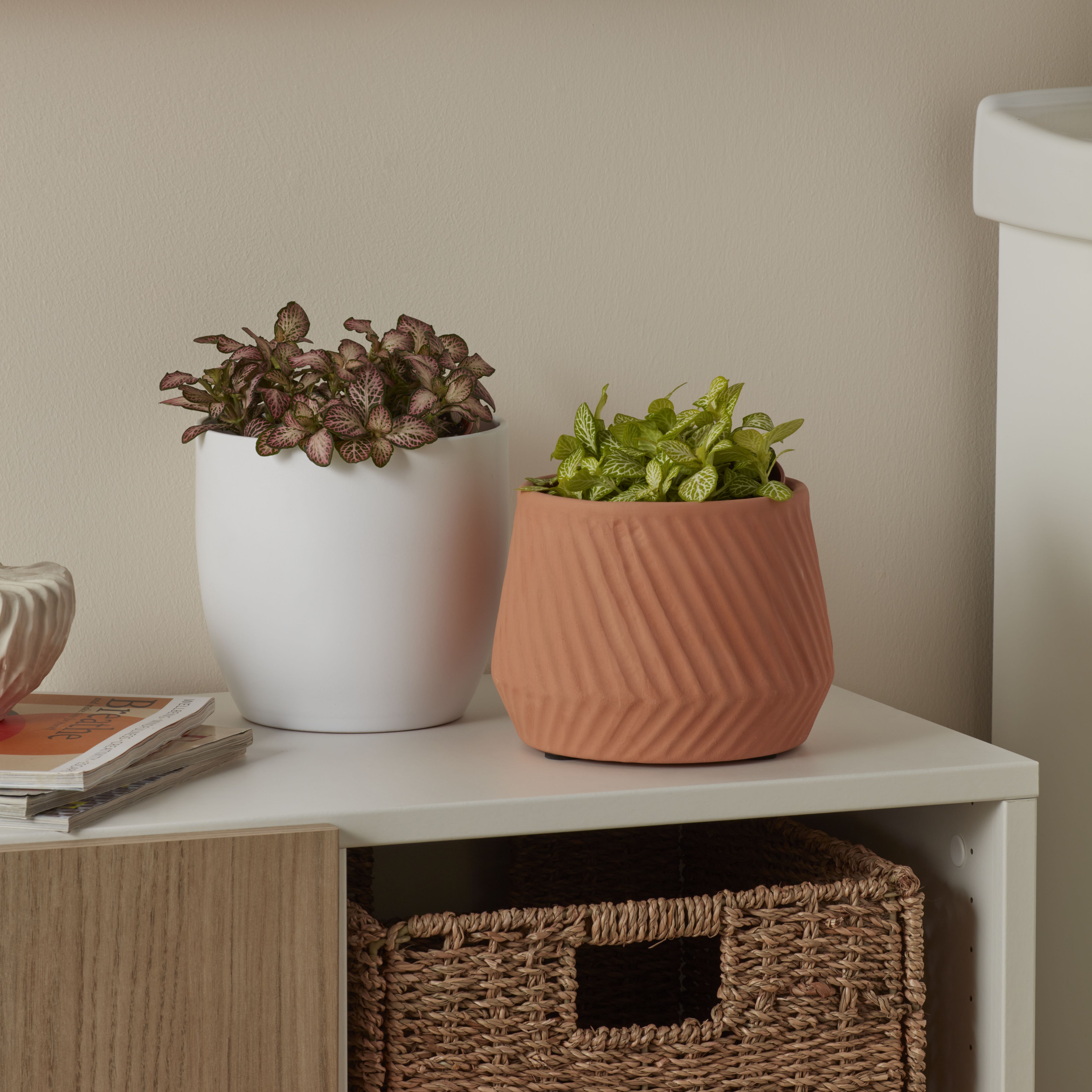 Verve Fittonia in Terracotta Plastic Grow pot