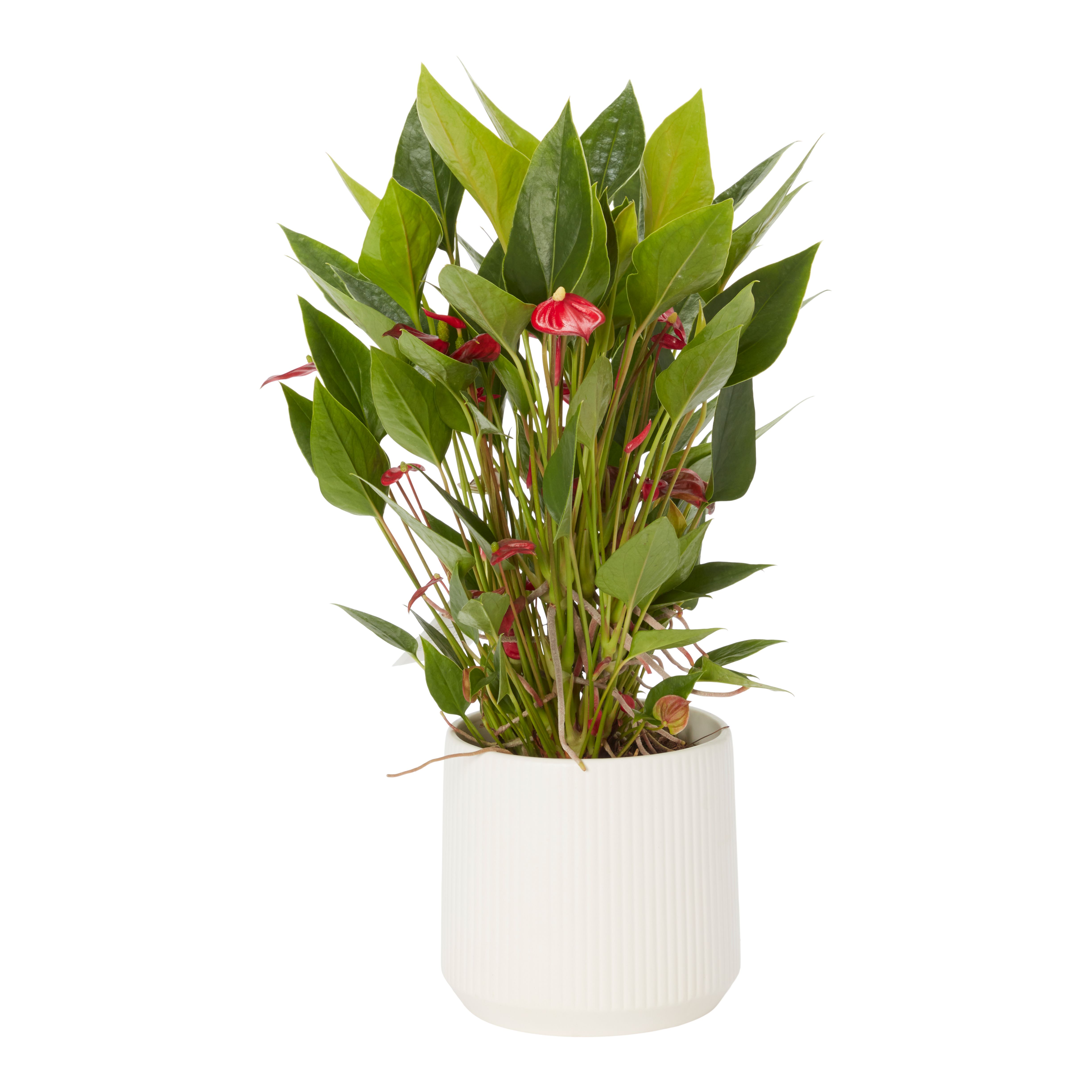 Verve Flamingo flower in Ceramic Decorative pot 13cm