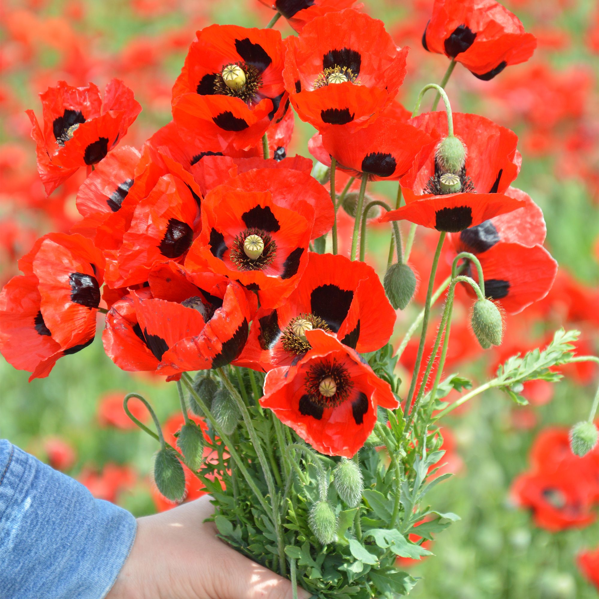 verve-flanders-poppy-seeds~