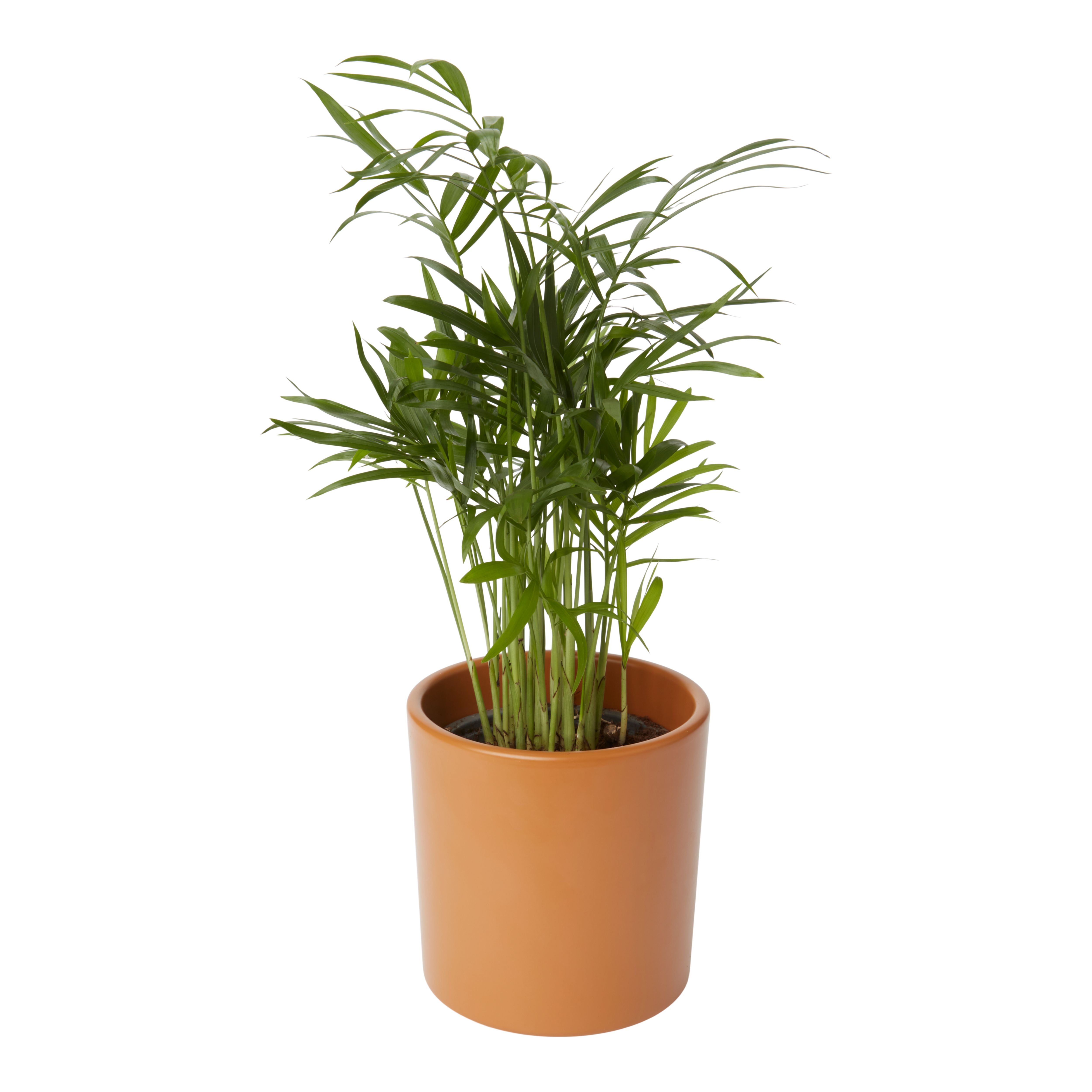 Verve Foliage plant in Ceramic Decorative pot 9cm