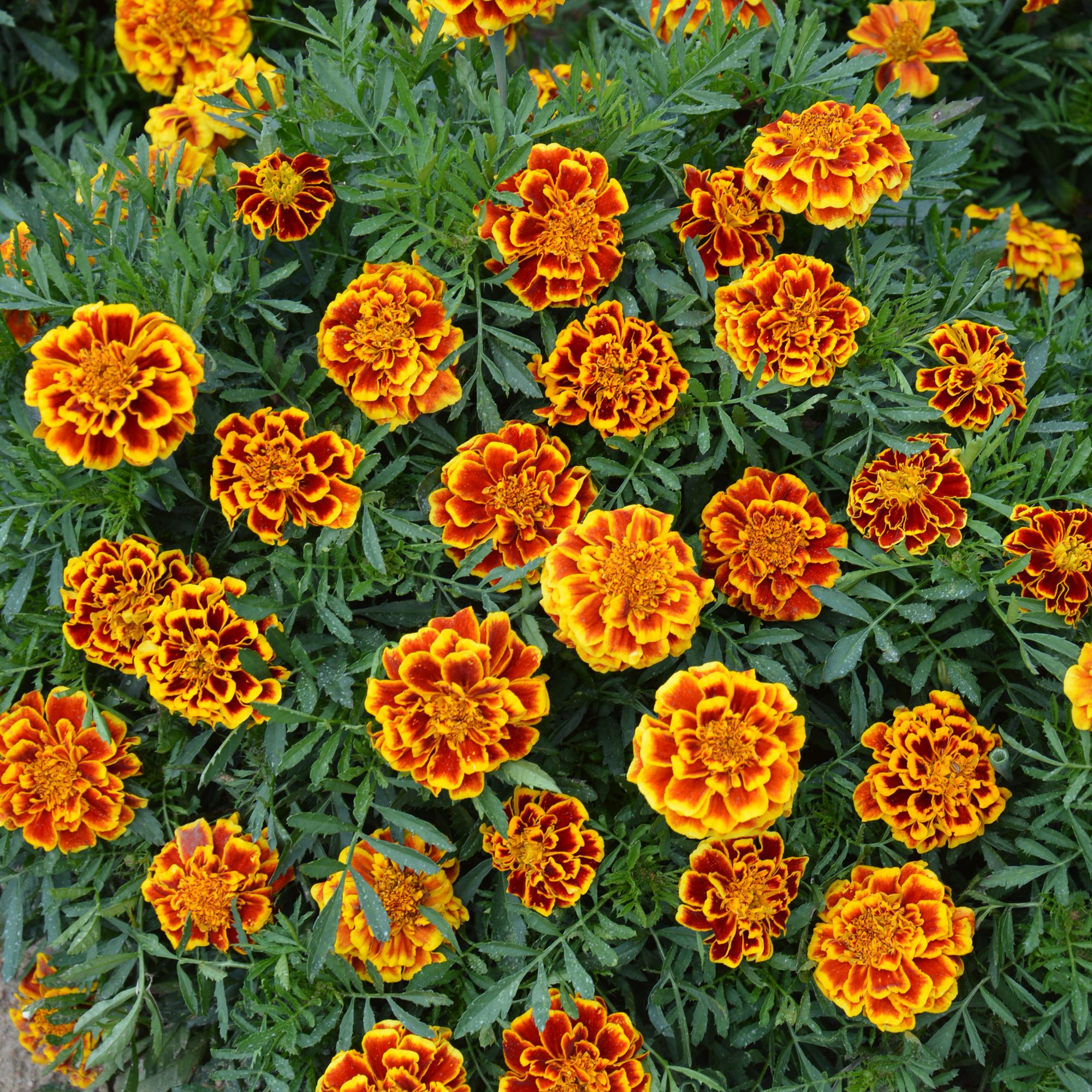 Verve French Queen Sophia Marigold Flower Seeds