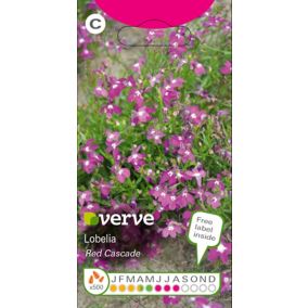 Verve Fuchsia Lobelia Seeds