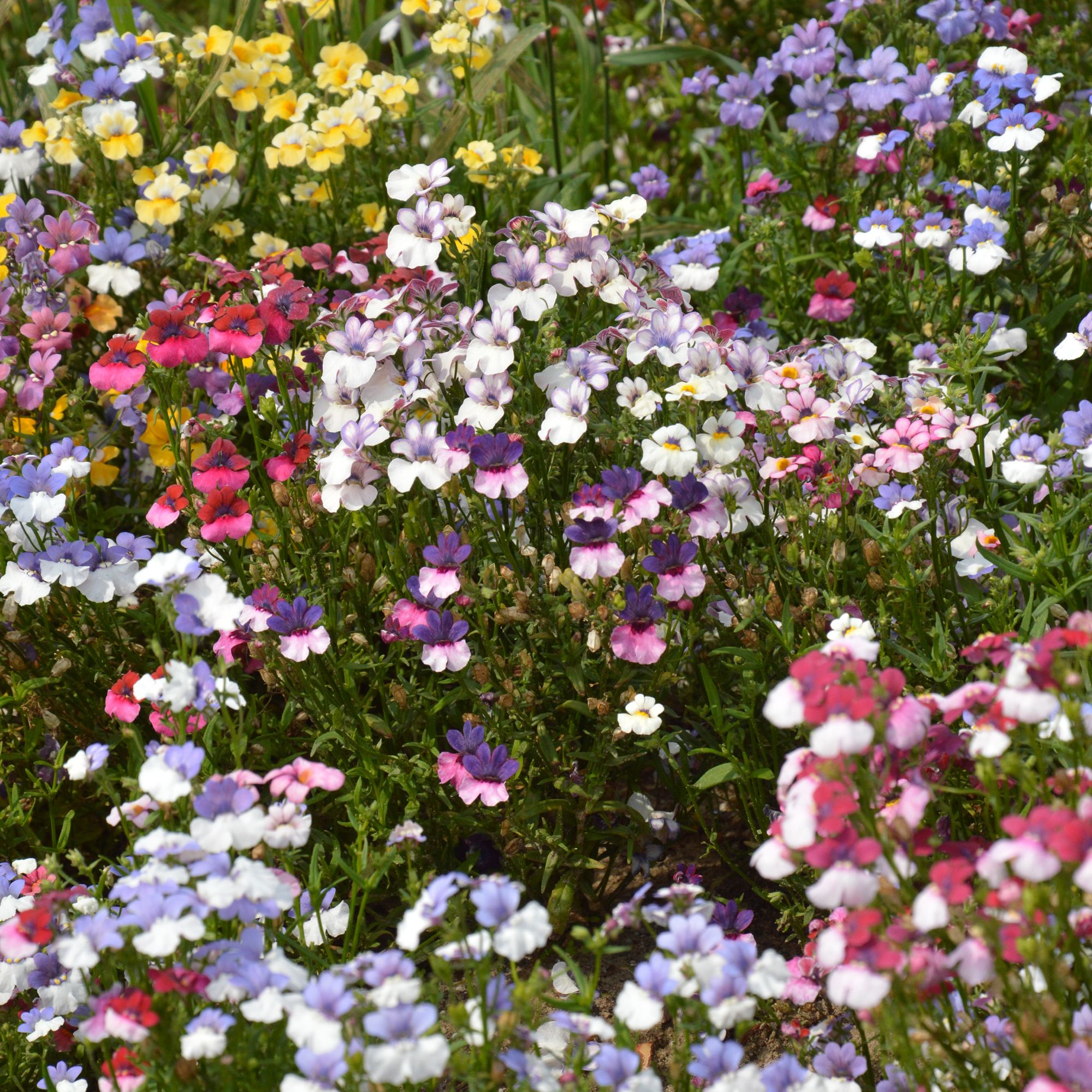 Verve Galaxy mix Nemesia Seeds