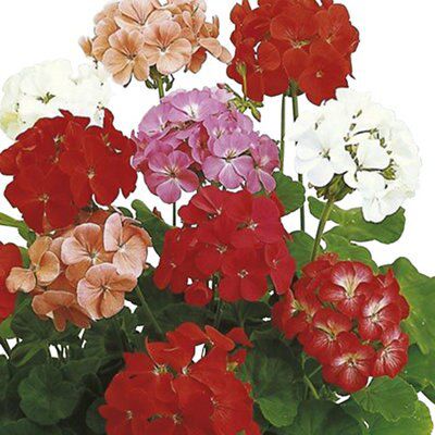 Verve Geranium Seed