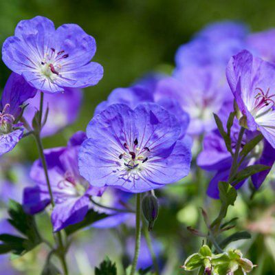Verve Geranium