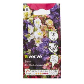 Verve Giant perfection Stock Seeds