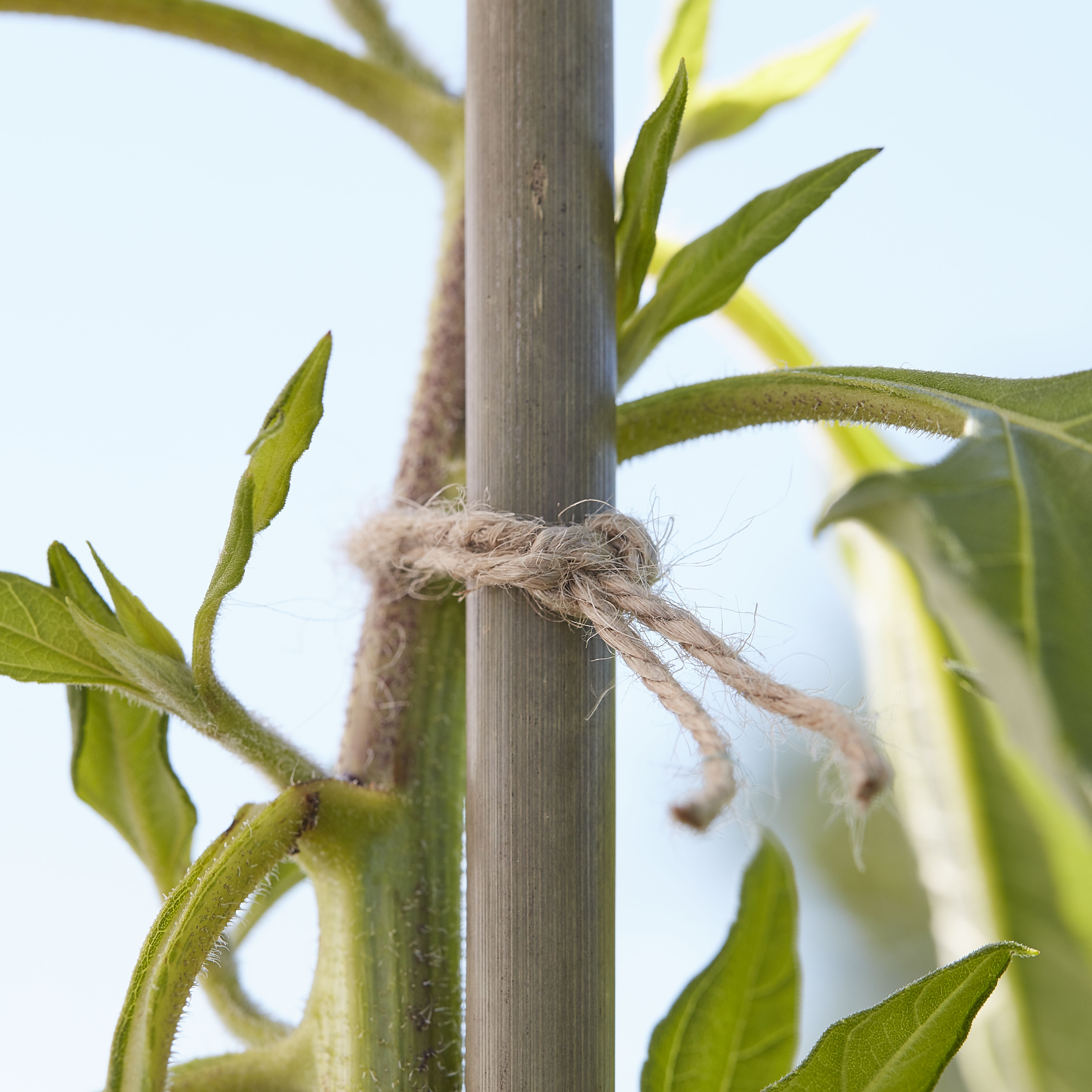 Verve Green Jute & plastic Plant tie - 3