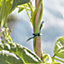 Verve Green Plastic Plant tie (L)20000cm