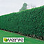 Verve Green Privet hedging