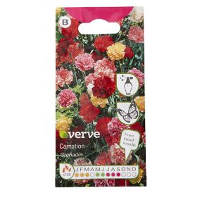 Verve Grenadin Carnation Seeds