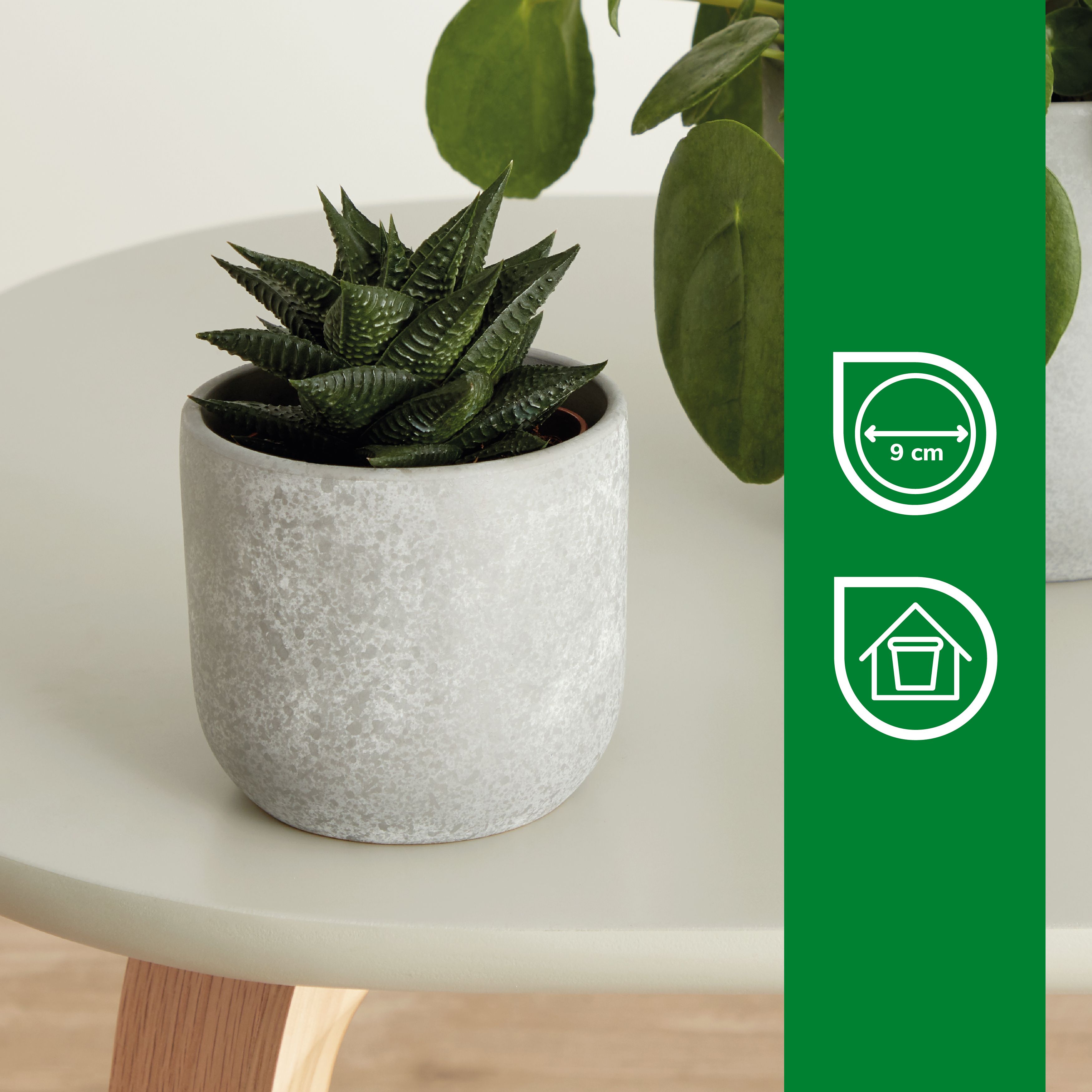 Verve Grey Speckle Concrete Plant pot (Dia) 10.4cm, (H)9.5cm, 500ml
