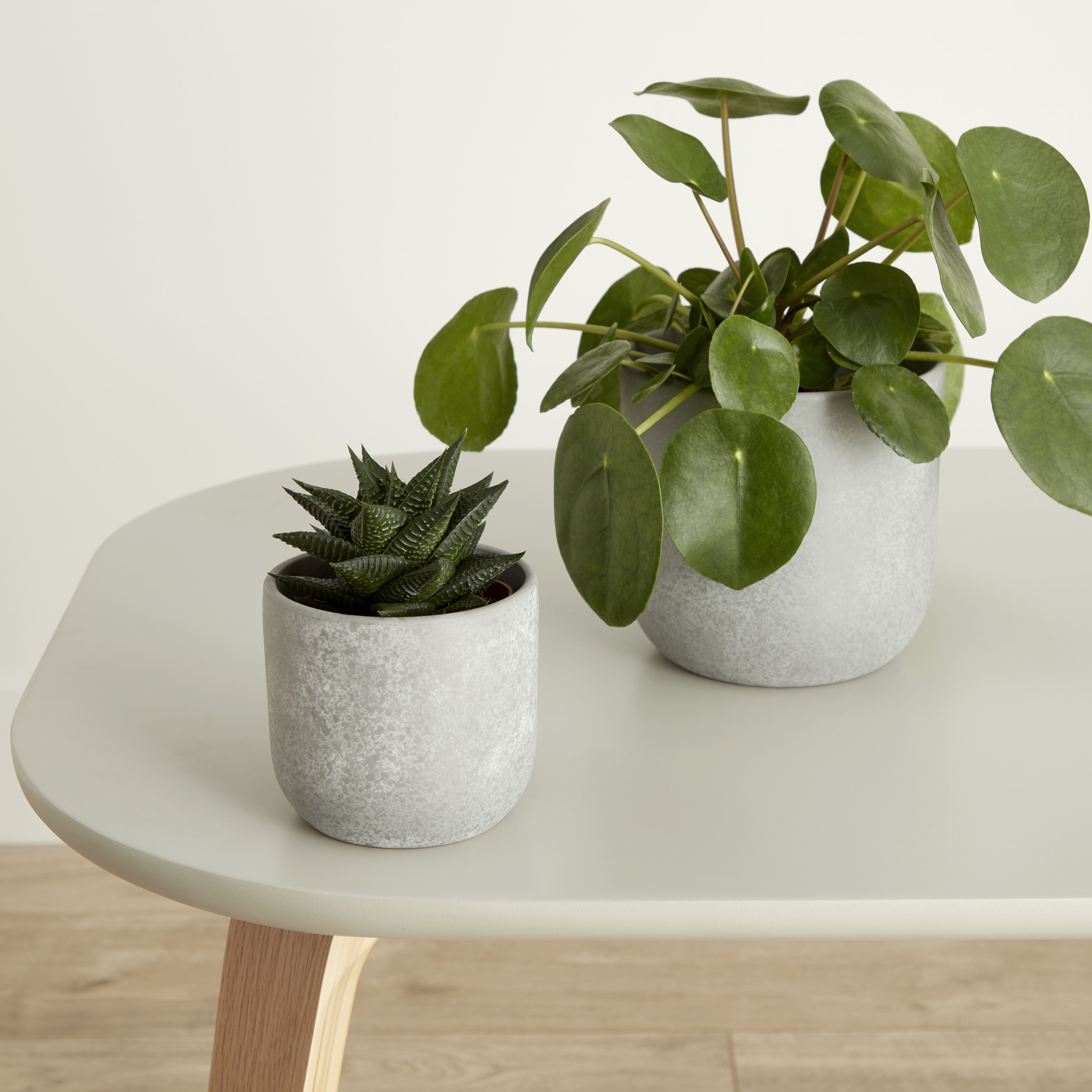 Verve Grey Speckle Concrete Plant pot (Dia) 10.4cm, (H)9.5cm, 500ml