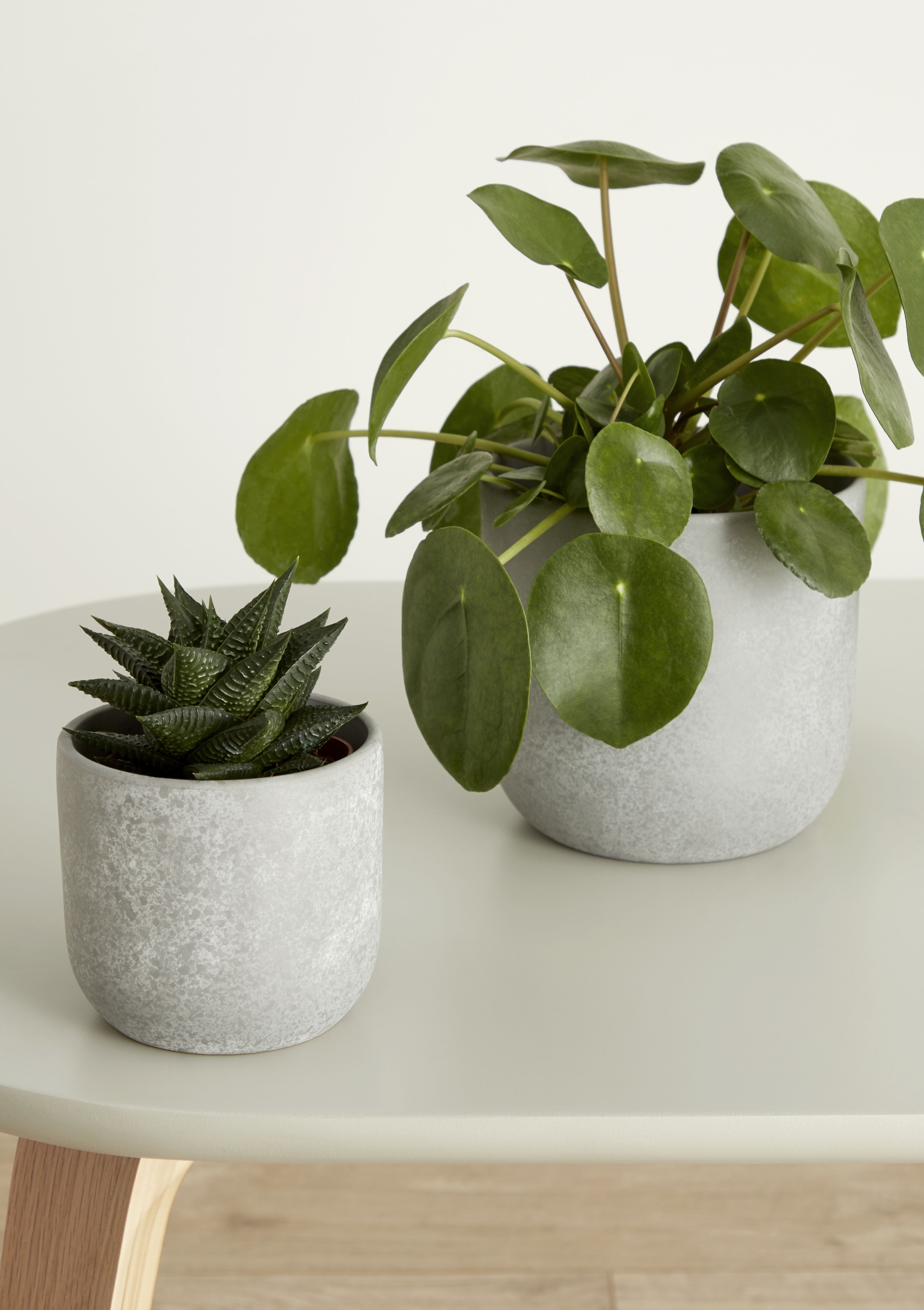 Verve Grey Speckle Concrete Plant pot (Dia) 10.4cm, (H)9.5cm, 500ml