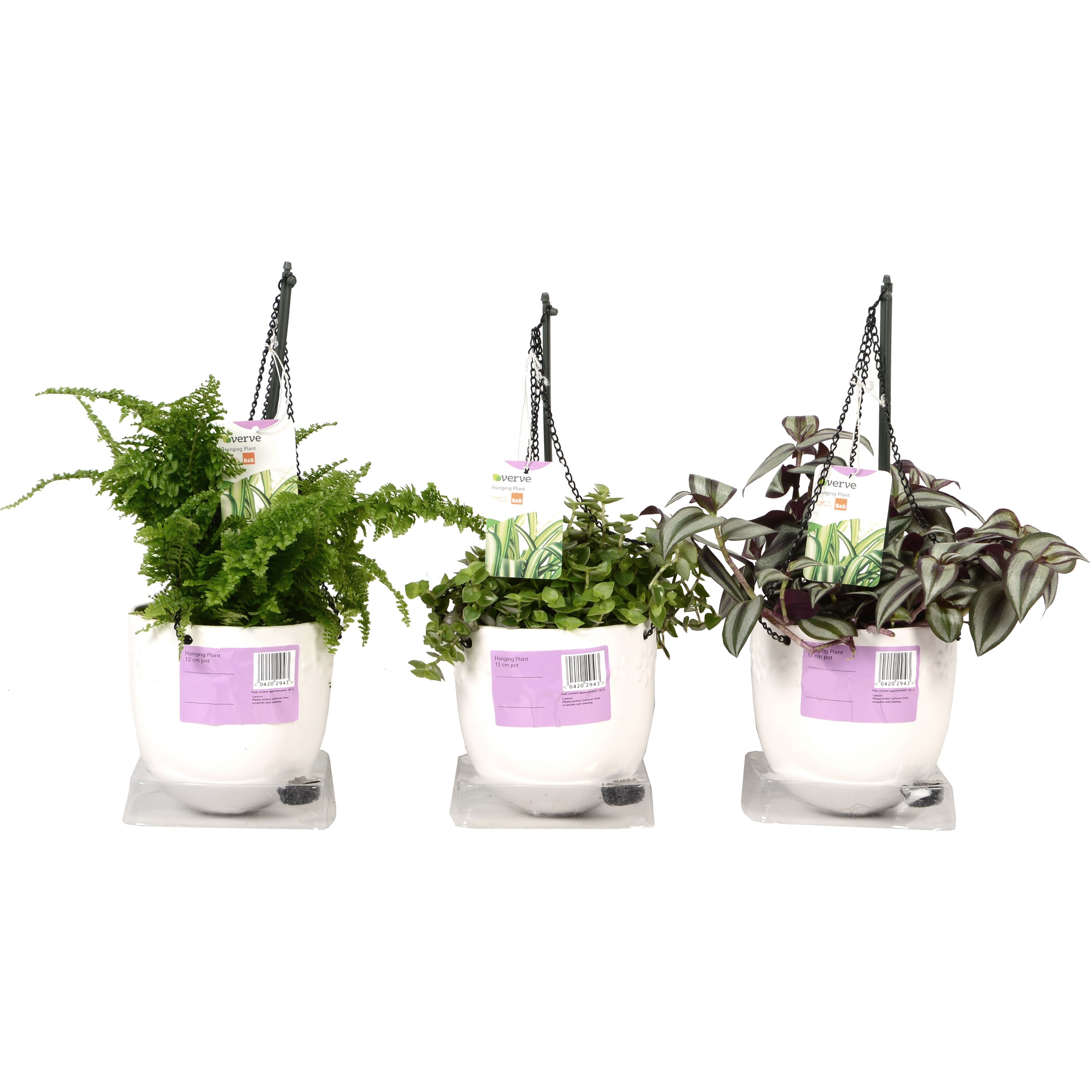 Verve Hanging Plant In Ceramic Pot Diy At B Q