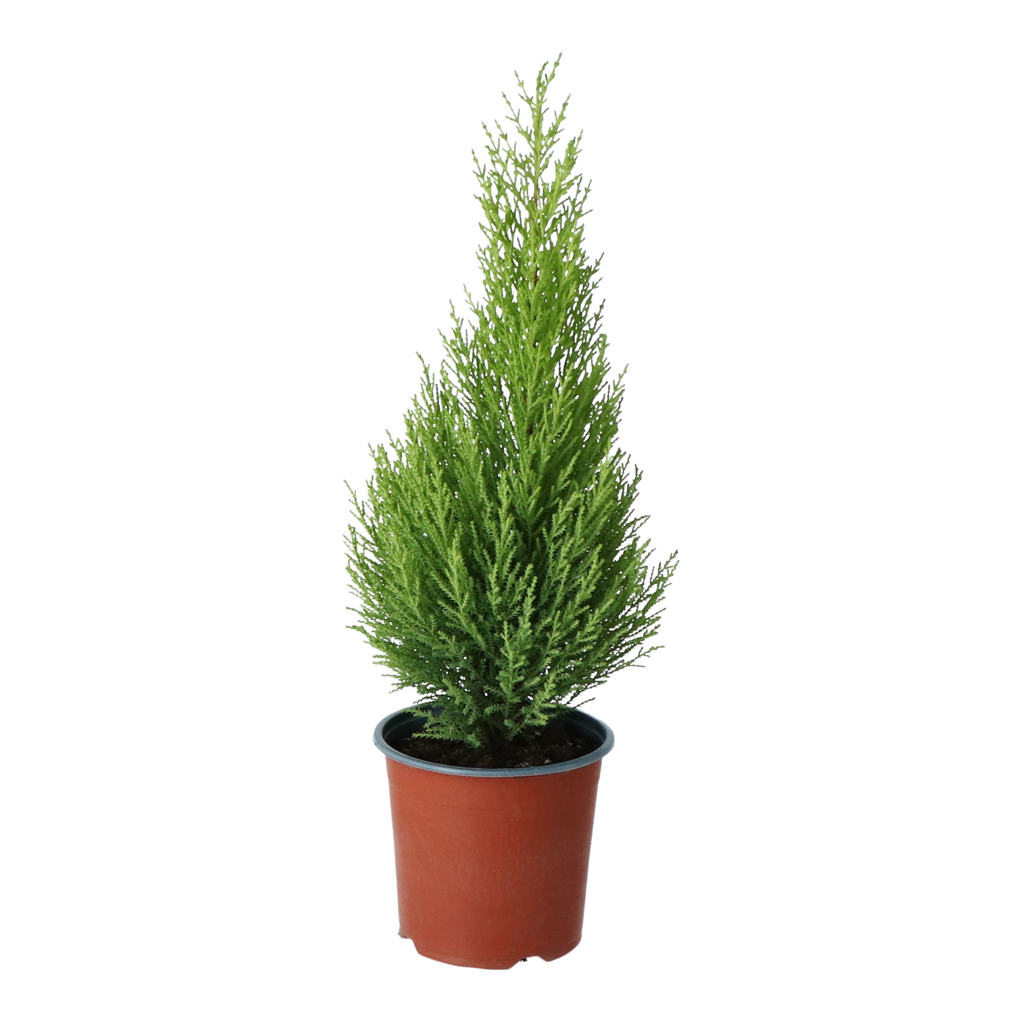 Verve Hardy 1L Conifer Large