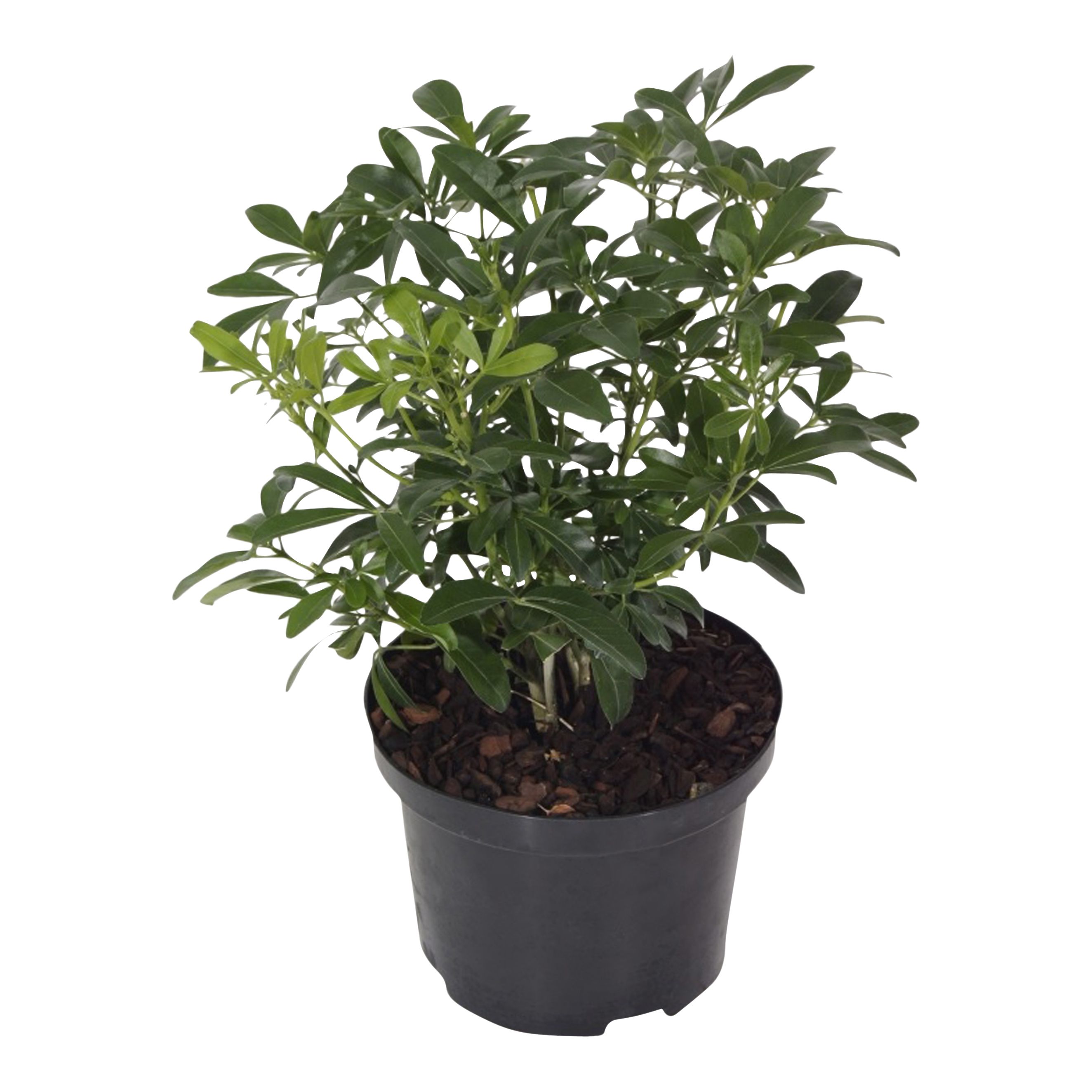 Verve Hardy Choisya ternata Shrub Medium