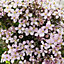 Verve Hardy Clematis Climbing plant