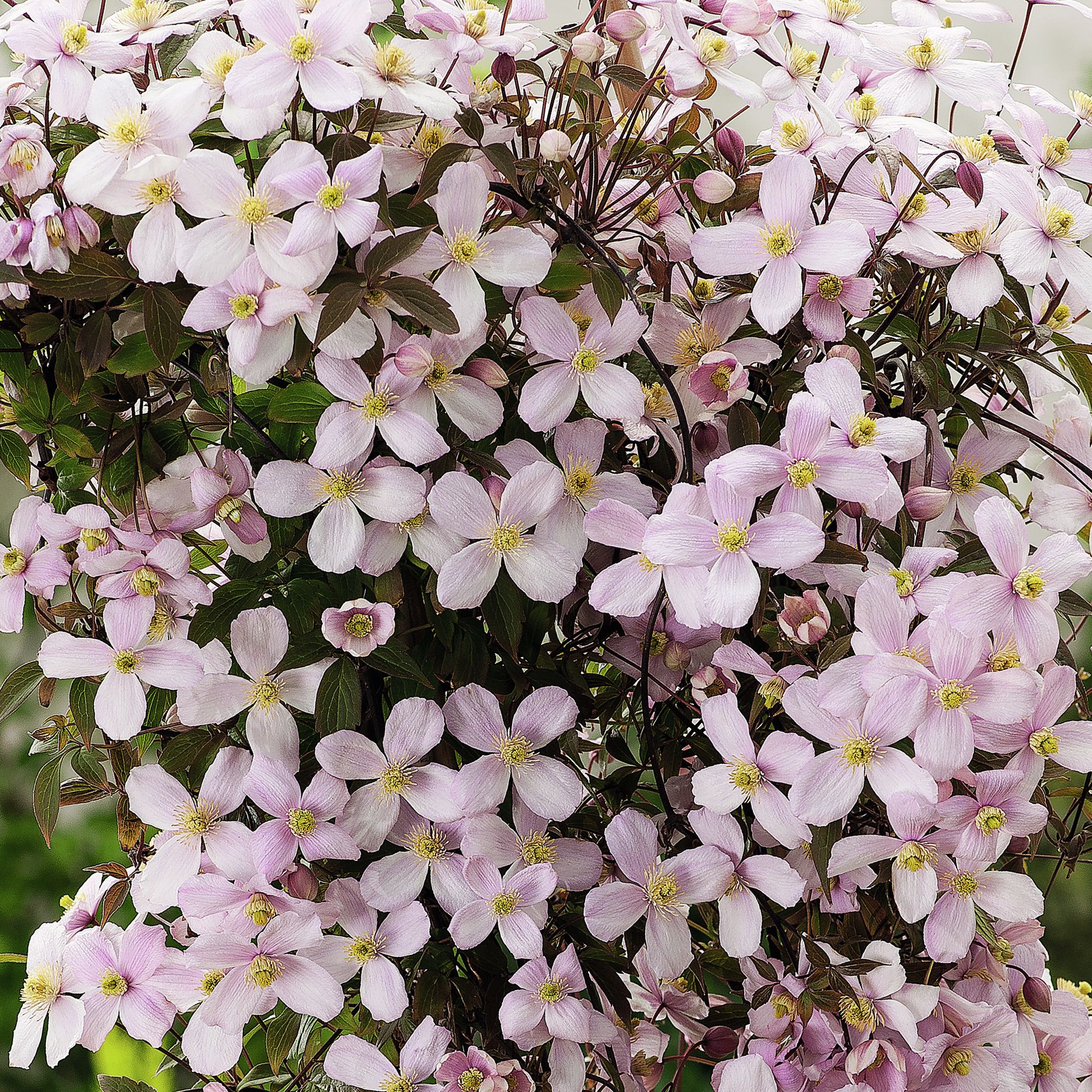 Verve Hardy Clematis Climbing plant